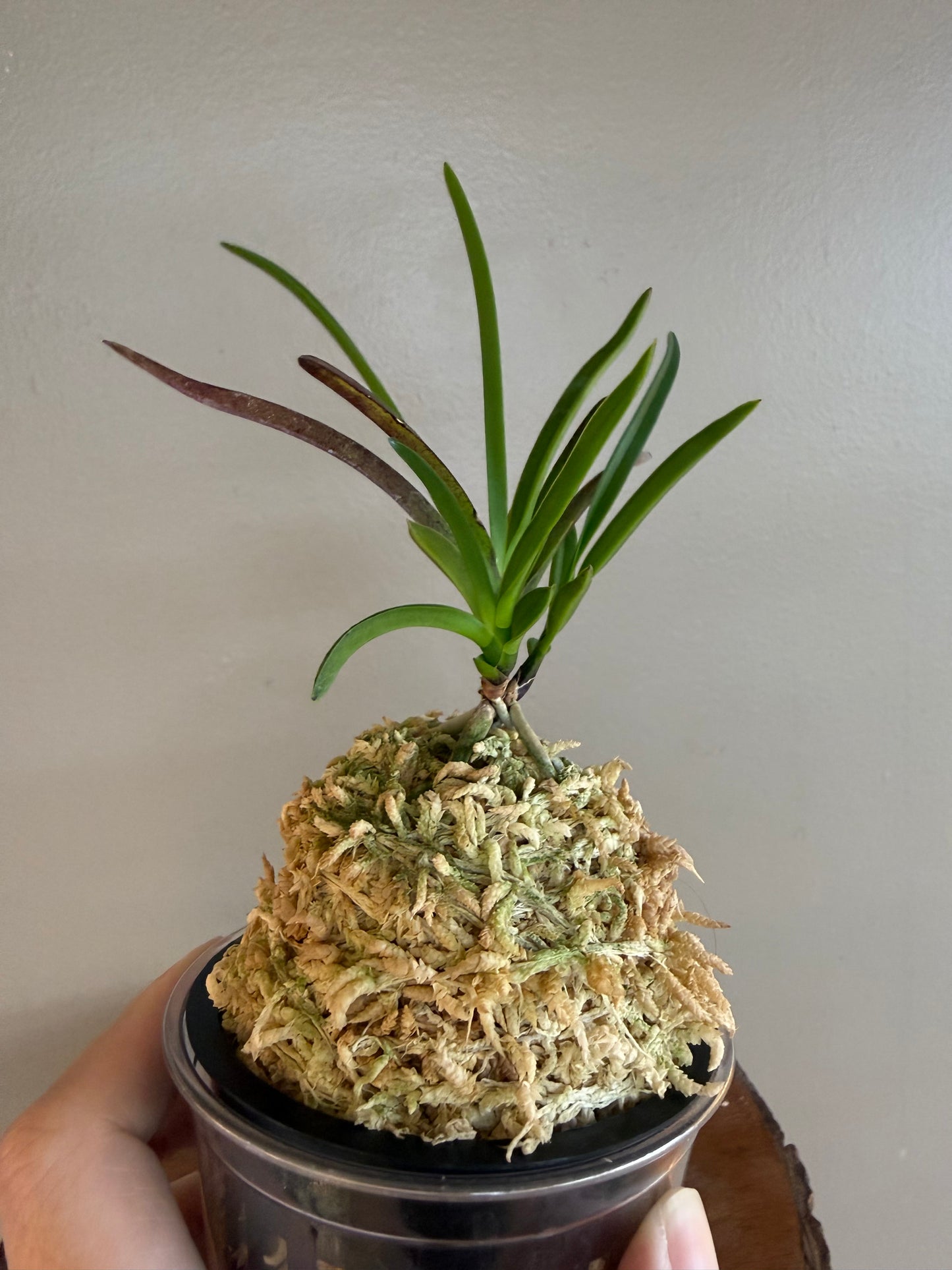 Neofinetia falcata 夕映 Yubae