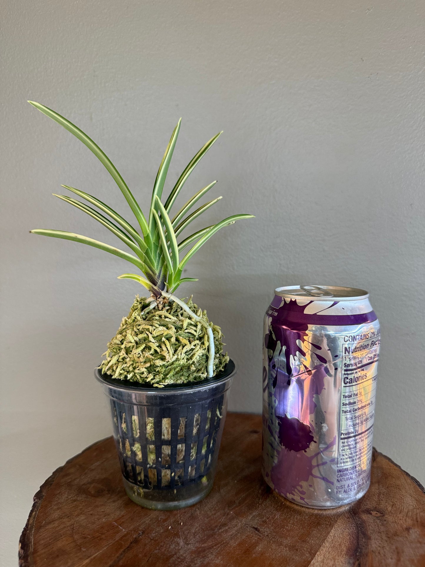 Neofinetia falcata Seoringeum 雪印錦