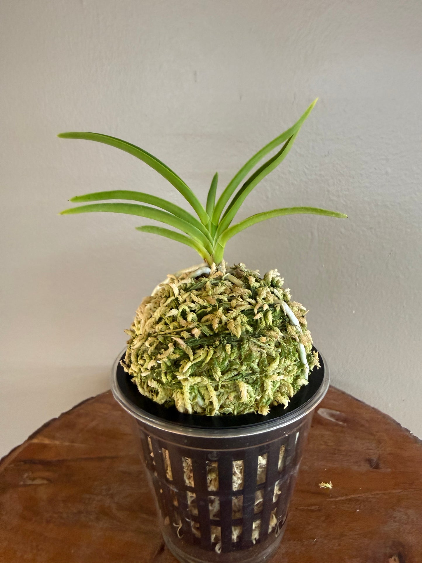 Neofinetia falcata Samwonhong 三元紅