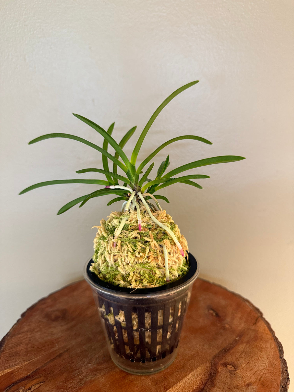 Neofinetia falcata Koukiden 晃貴殿 (Ruby root)