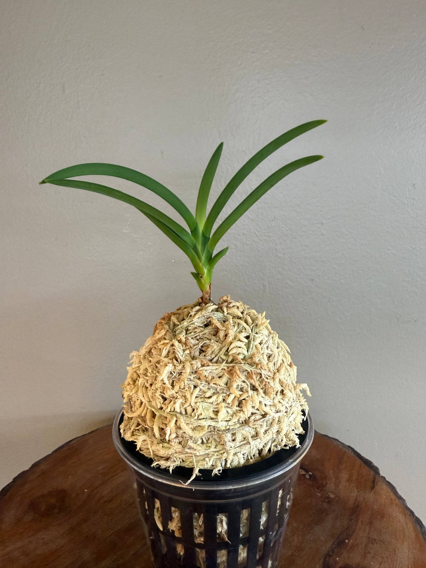 Neofinetia falcata Sansuiden 三翠殿/(jp )Midori senju 緑千壽