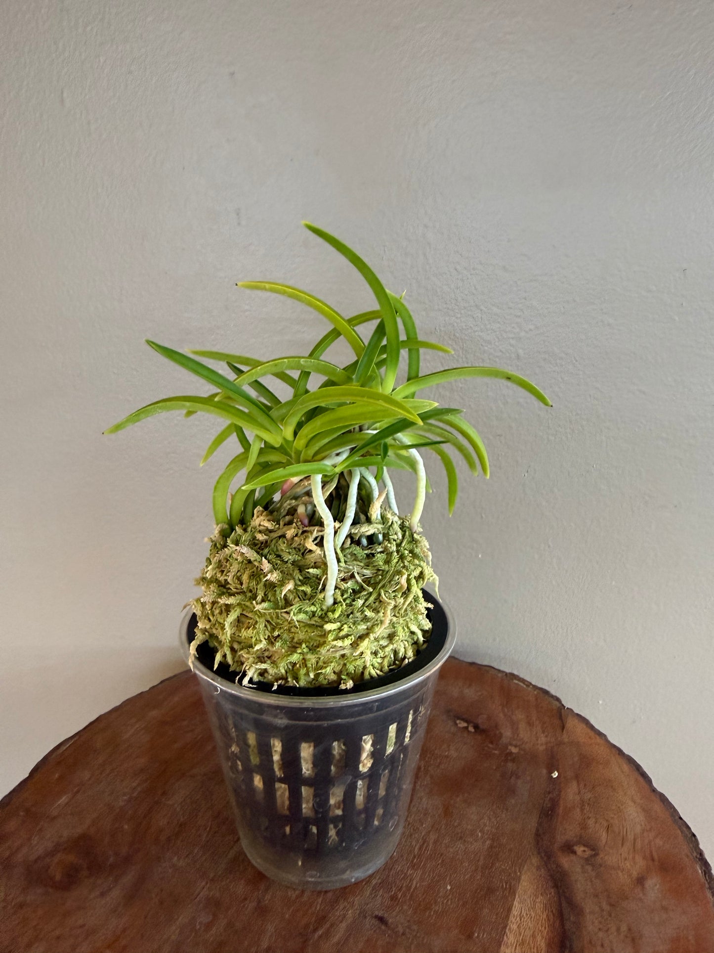 Neofinetia falcata Jomon no Hikari 縄文の光