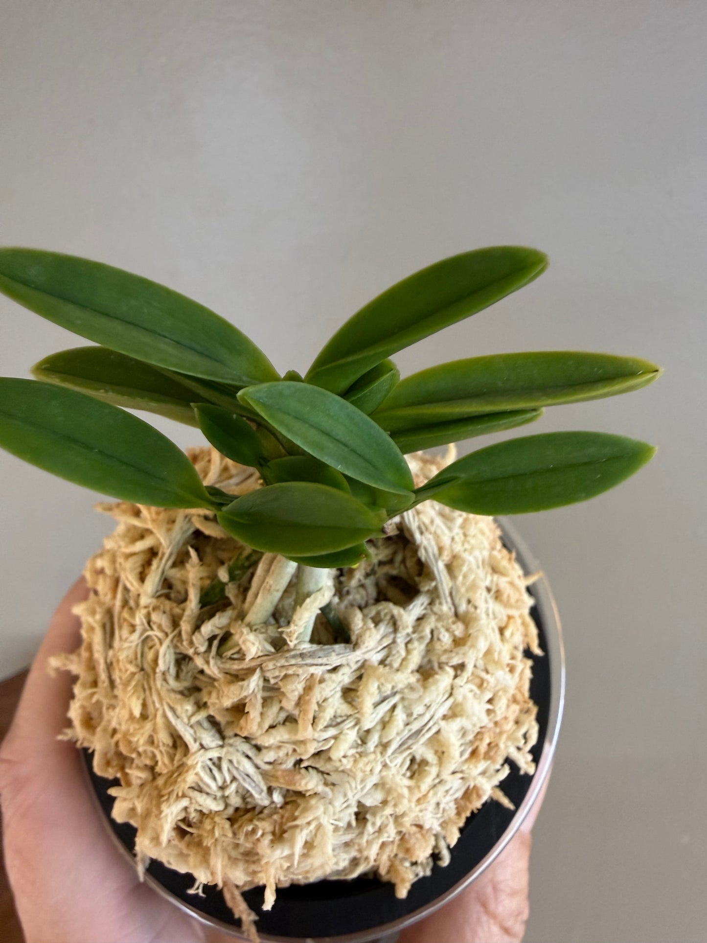Neofinetia falcata Toyoyamamaru 豐山丸