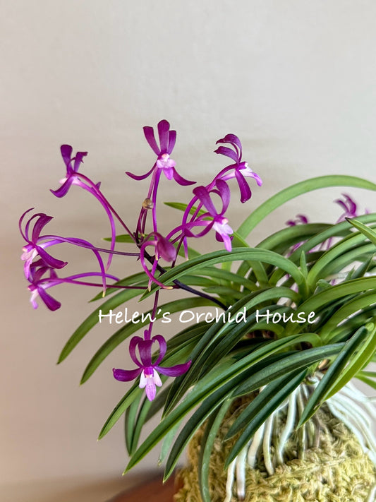 Neofinetia falcata Danjeonghong 丹頂紅