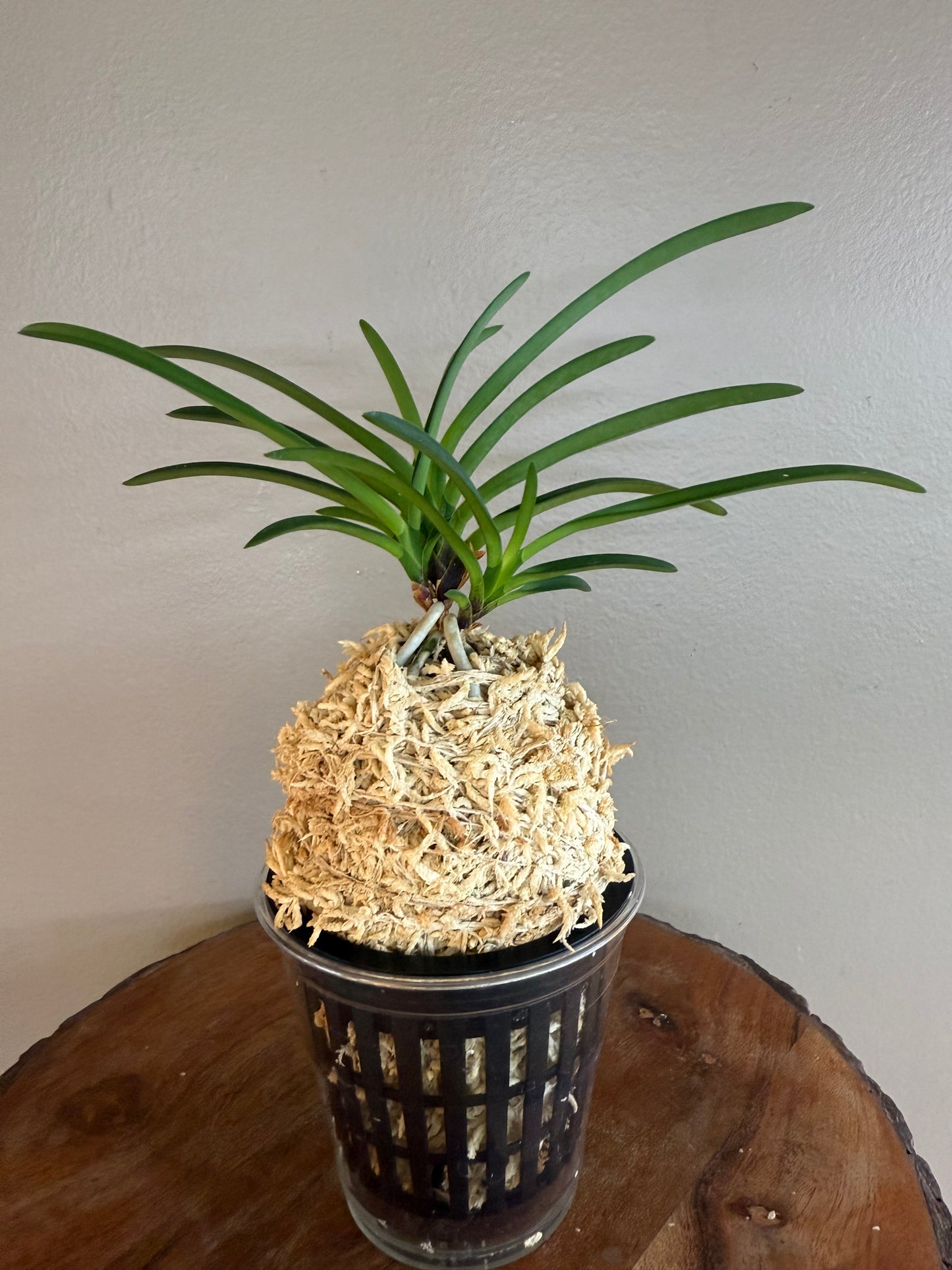 Neofinetia falcata Benisuzume 紅雀