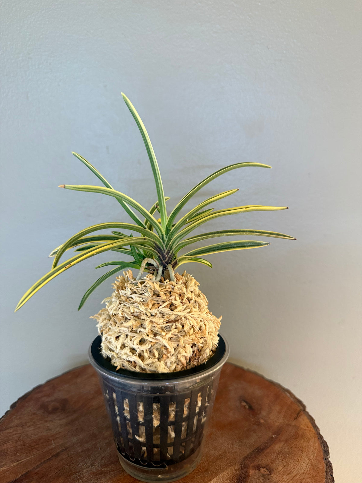 Neofinetia falcata Higashidemiyako 東出都