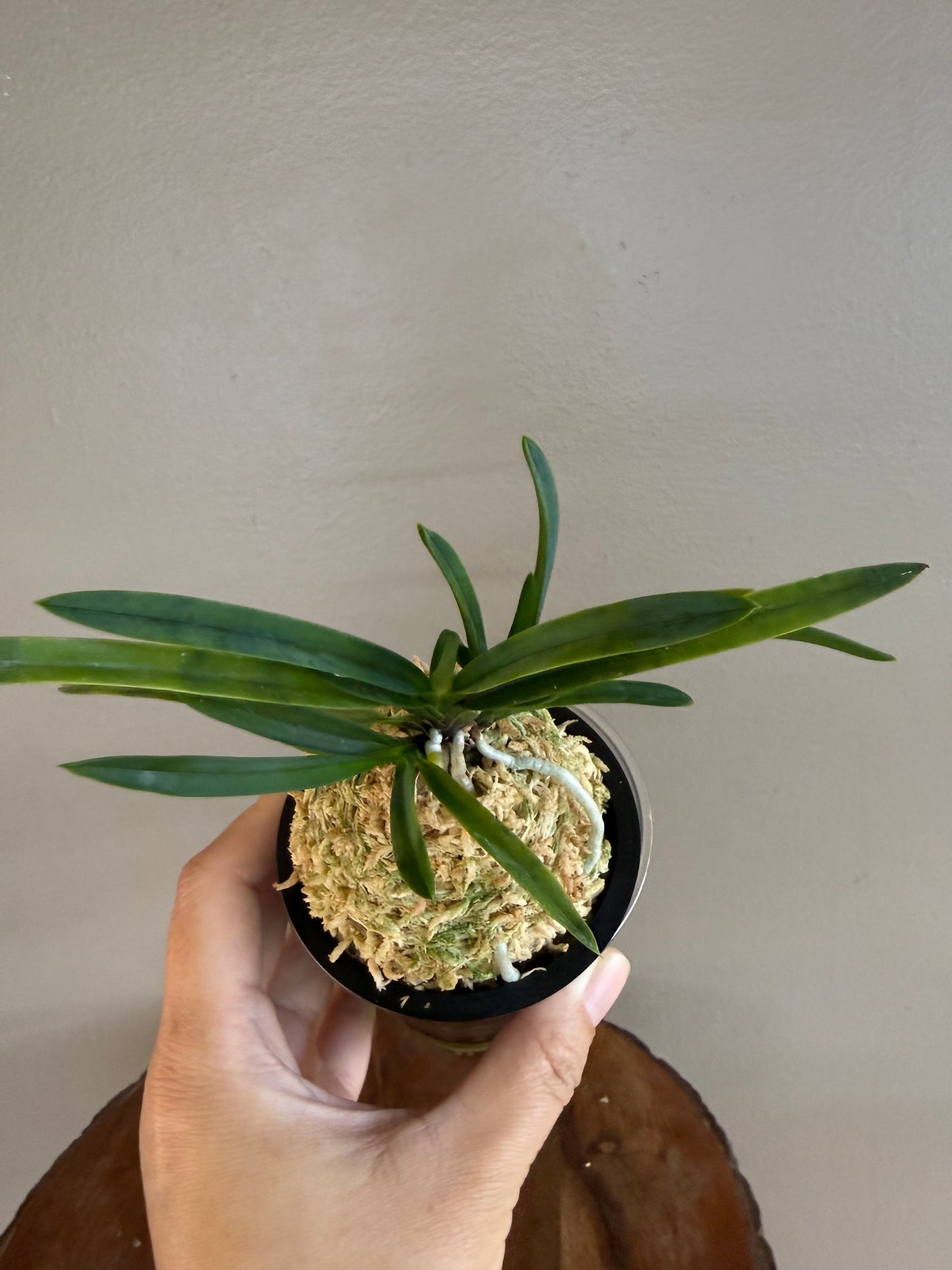 Neofinetia falcata Shutenno 朱天王