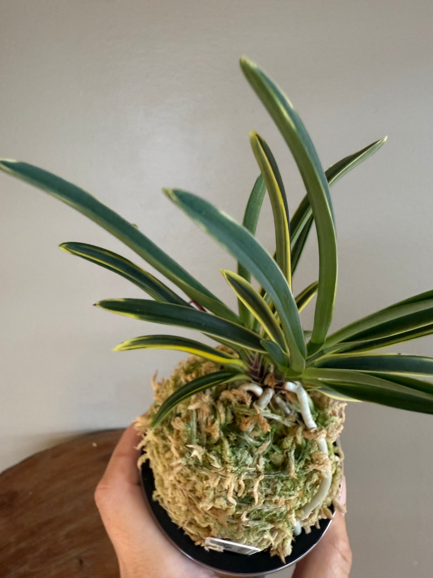 Neofinetia falcata Nishidemiyako 西出都