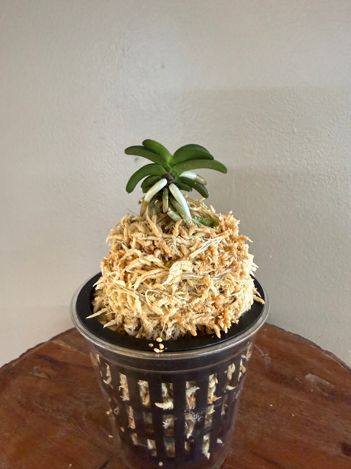 Neofinetia falcata Seikai 青海