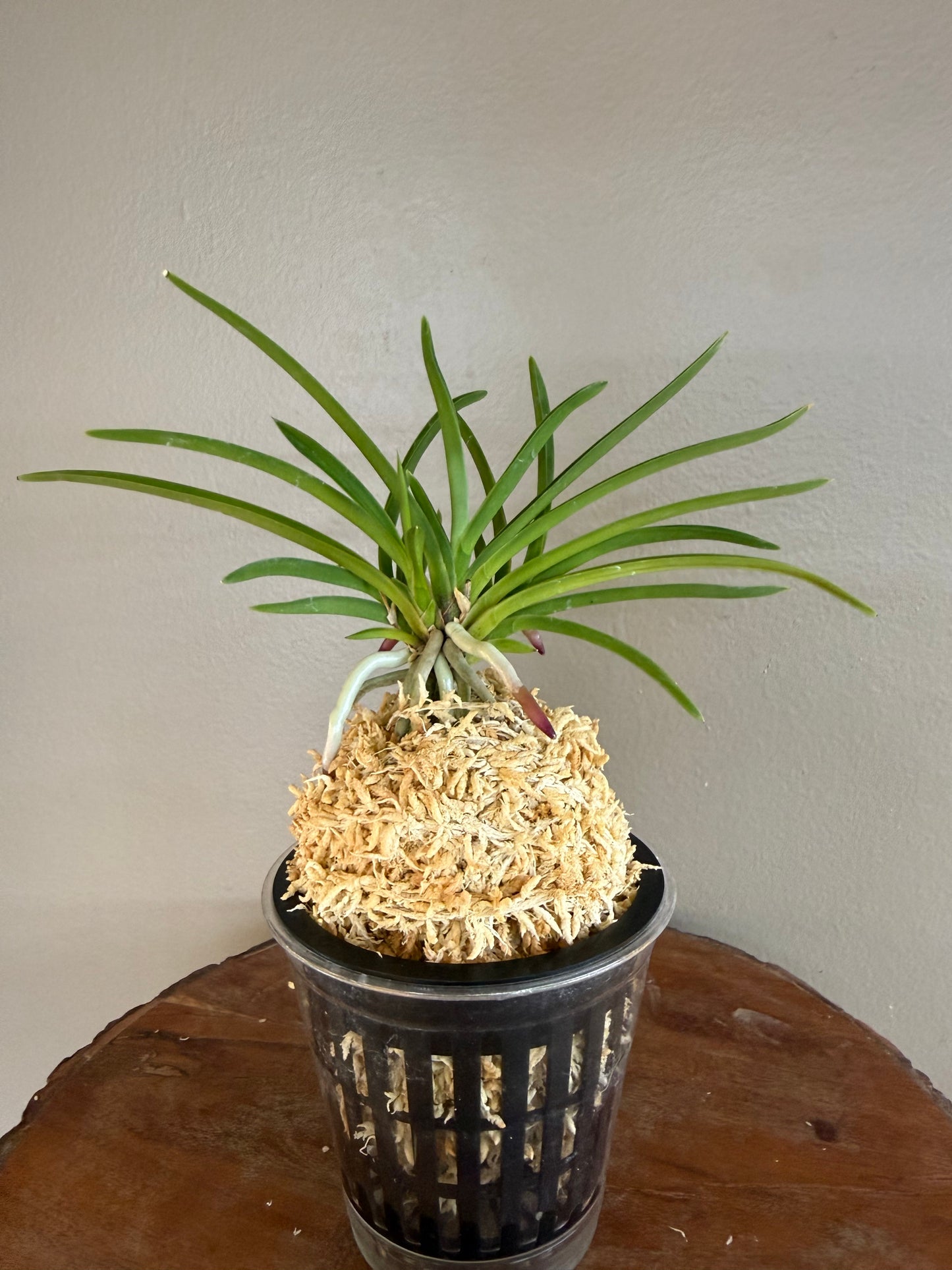 Neofinetia falcata Manjushage 曼珠沙華