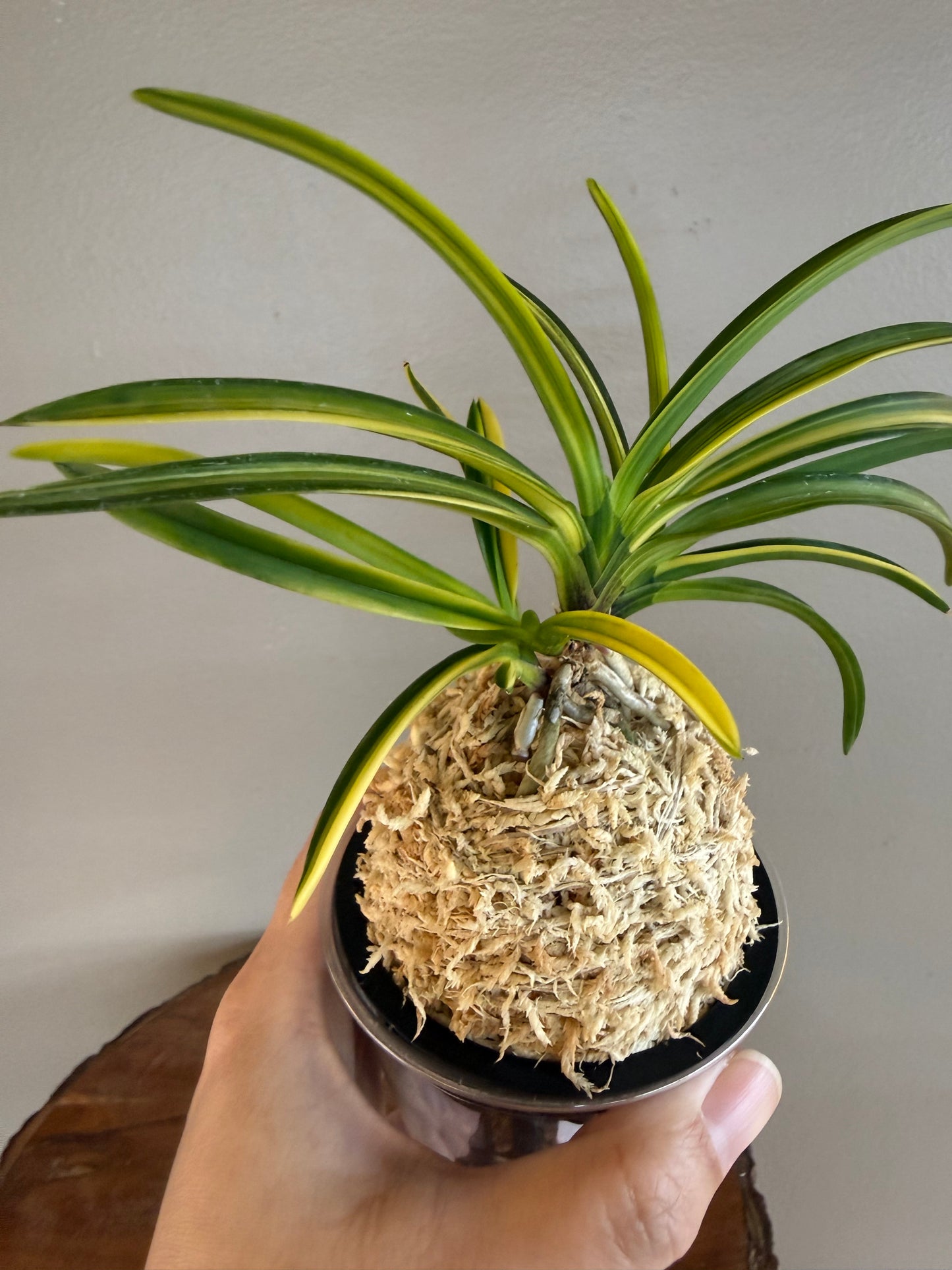 Neofinetia falcata Kokuhoden 国宝殿