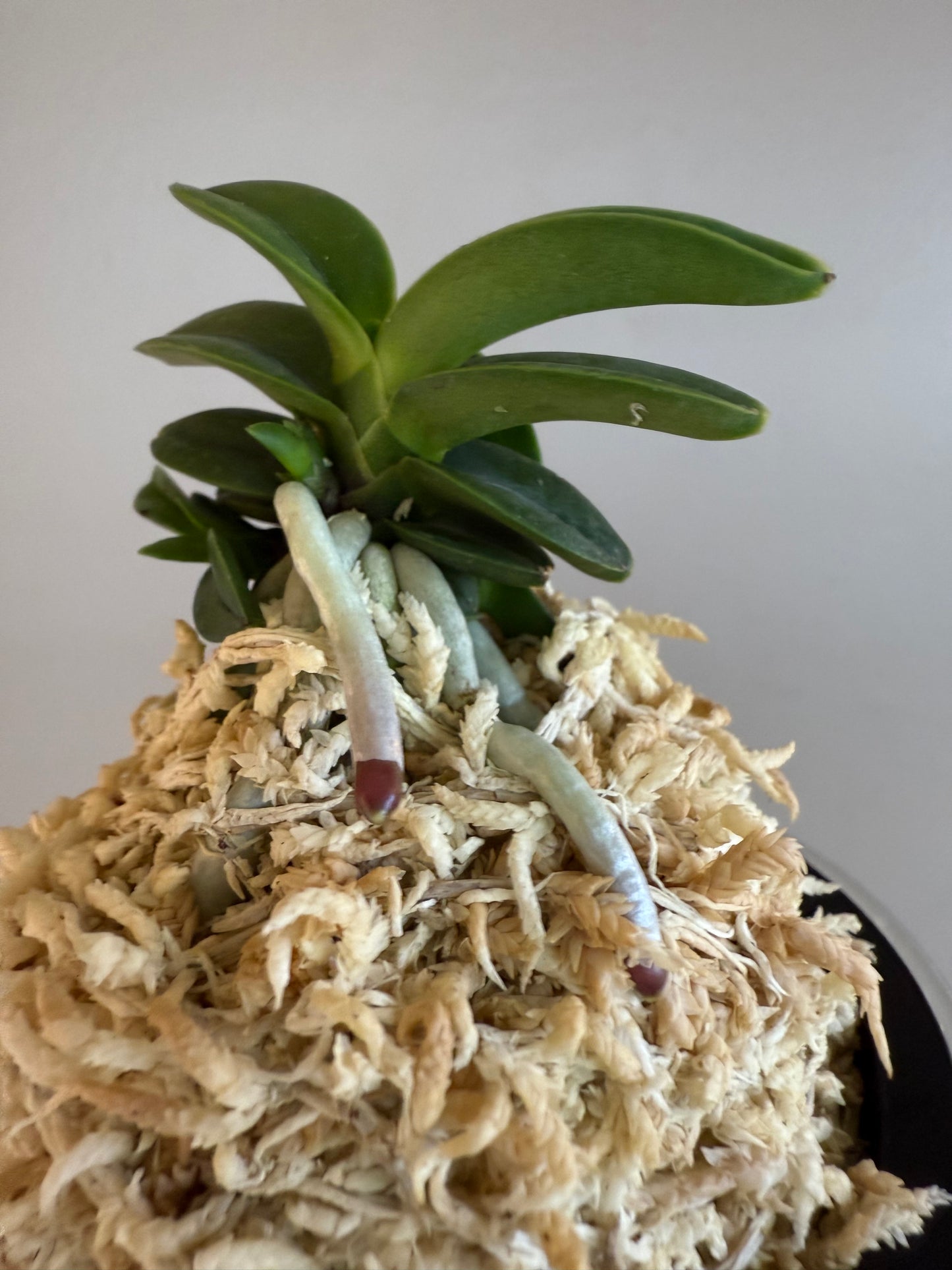 Neofinetia falcata Janggun 將軍