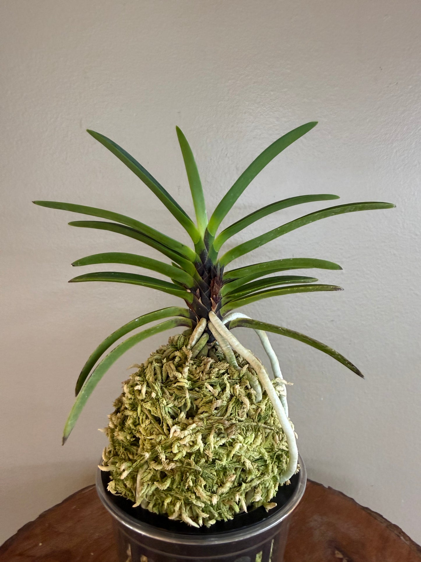 Neofinetia falcata Akausagi 赤兎