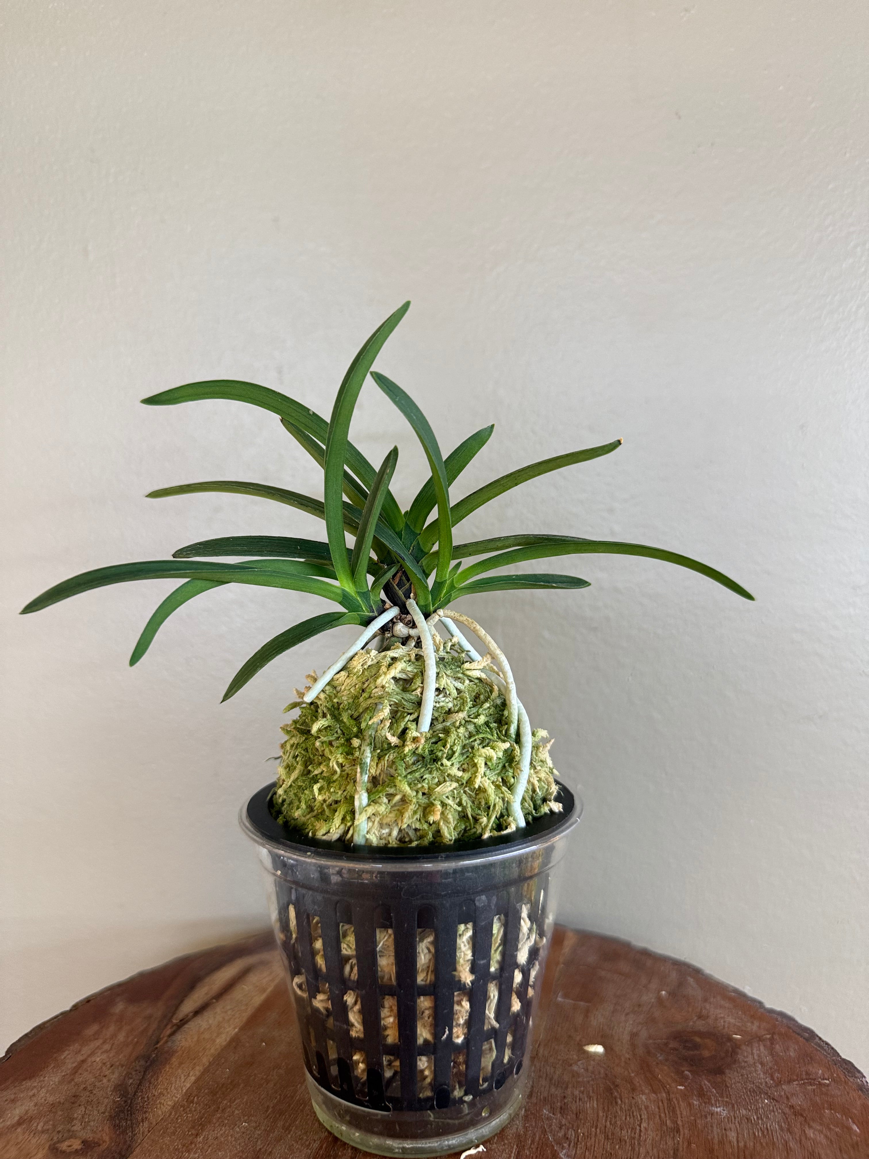 Neofinetia falcata Takaranoshi 宝熨斗 – Helen's Orchid House