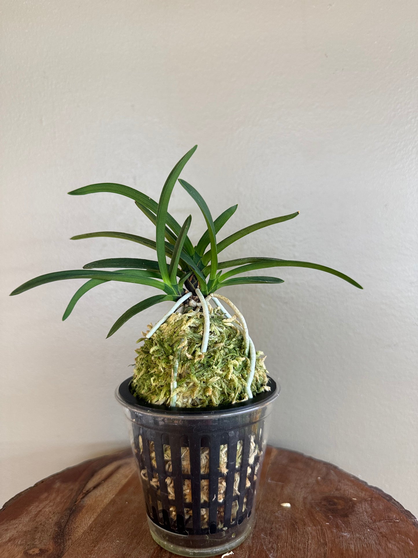 Neofinetia falcata Takaranoshi 宝熨斗