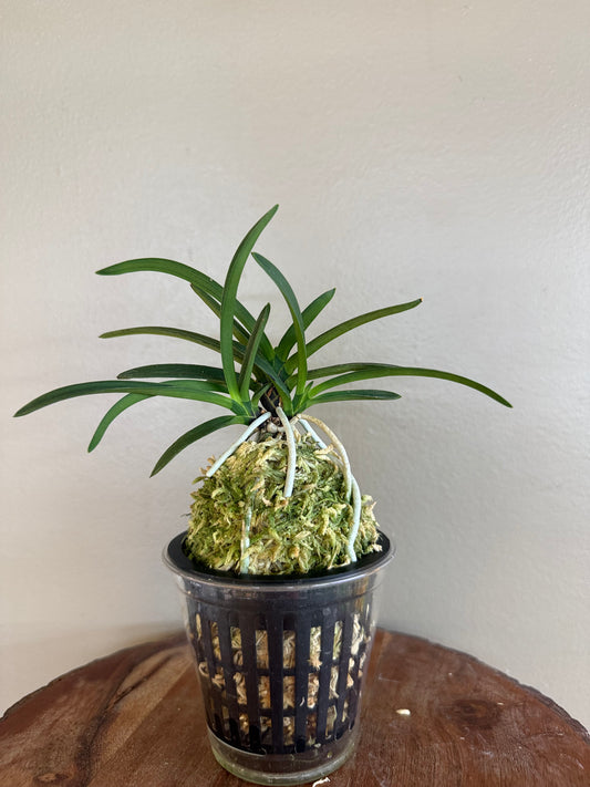 Neofinetia falcata Takaranoshi 宝熨斗