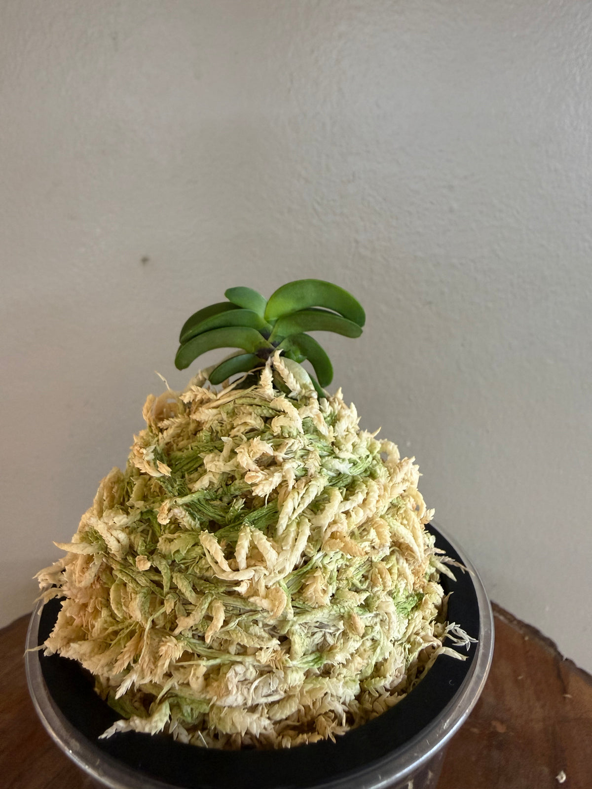 Neofinetia falcata Seikai 青海