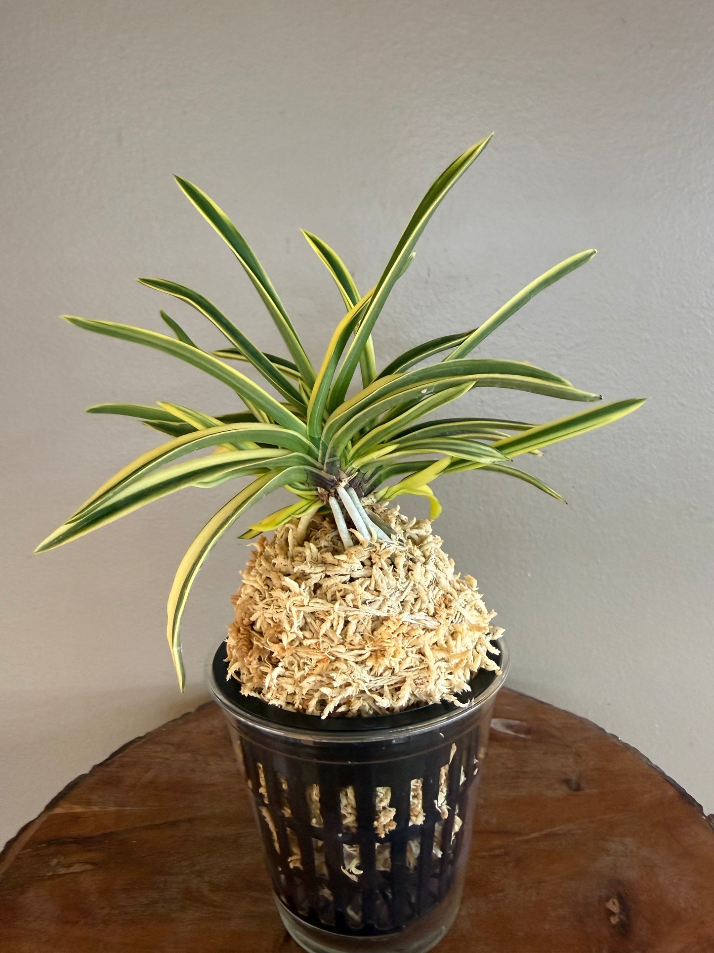Neofinetia falcata shishinden 紫宸殿