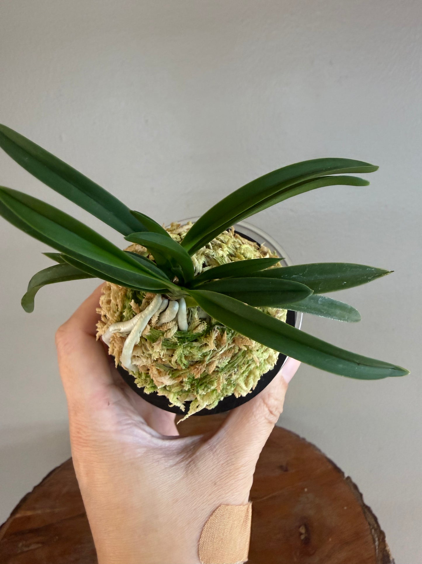 Neofinetia falcata Wonhong 元紅