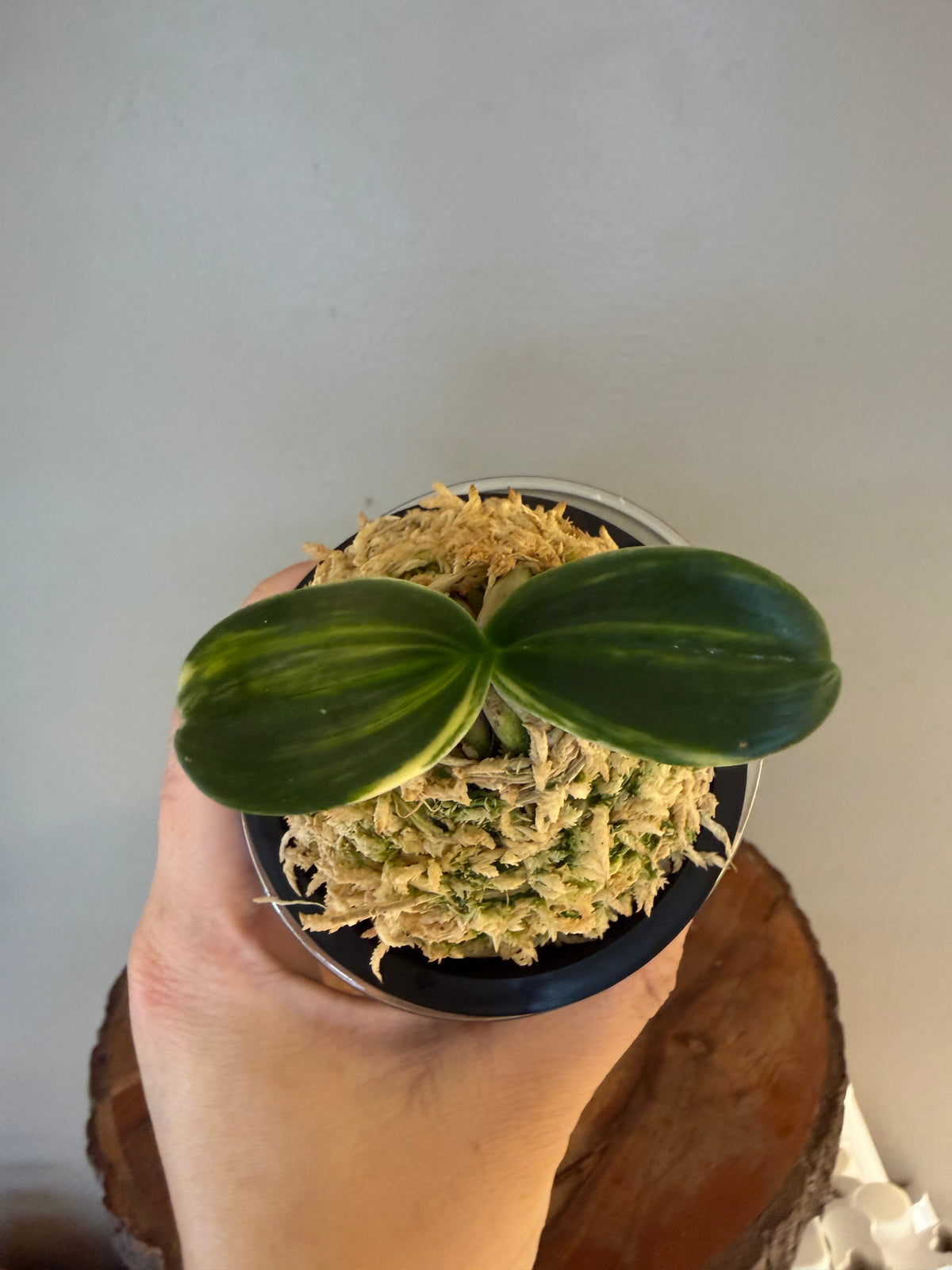 Sedirea japonica Minmaru Shima 明丸錦