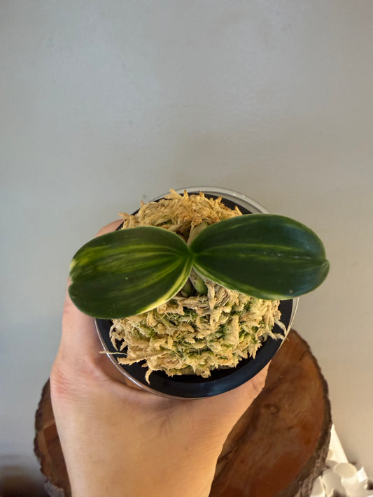 Sedirea japonica Minmaru Shima 明丸錦