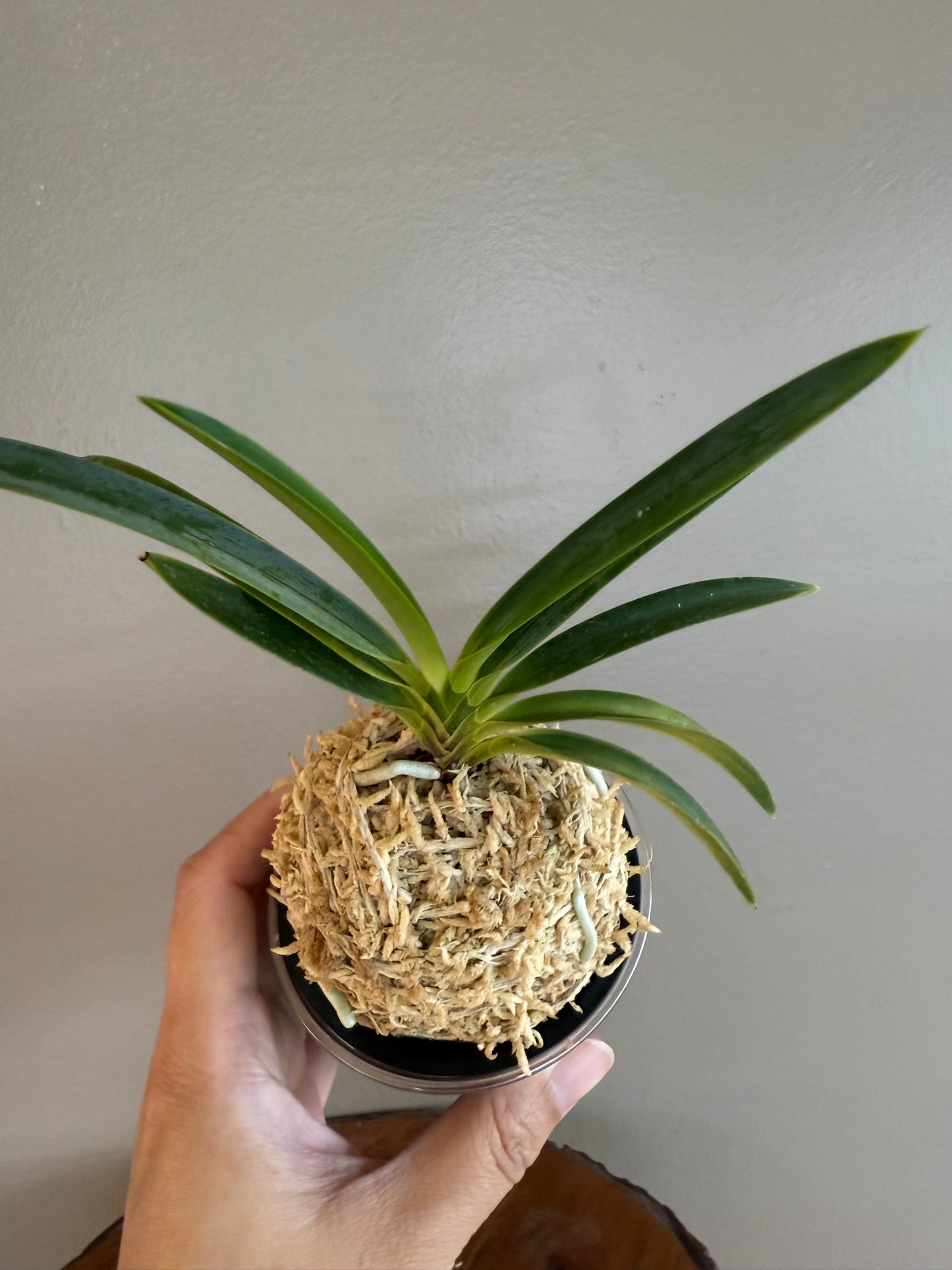 Neofinetia falcata Hakutenko 白天晃