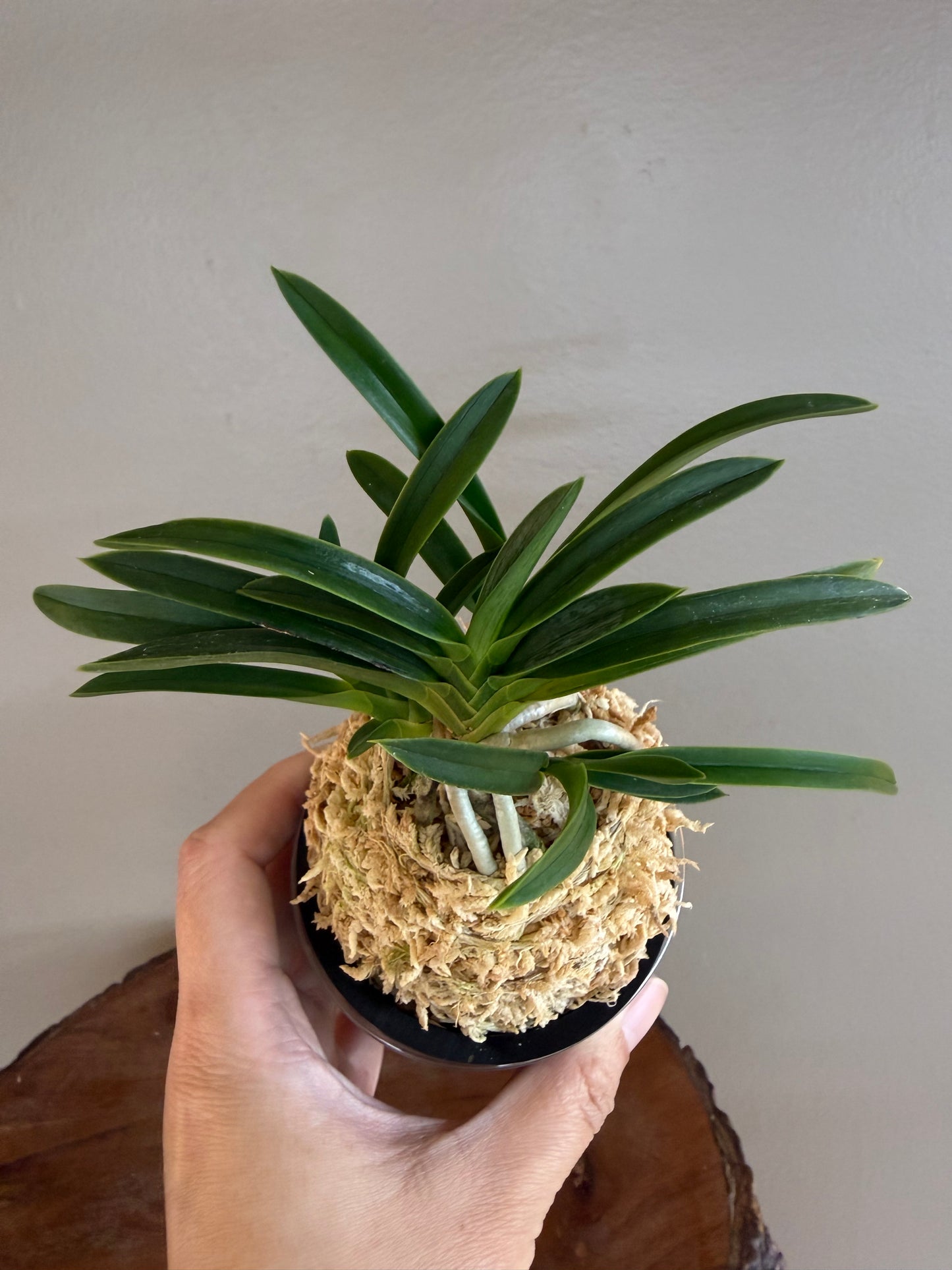 Neofinetia falcata Suminagashi 墨流