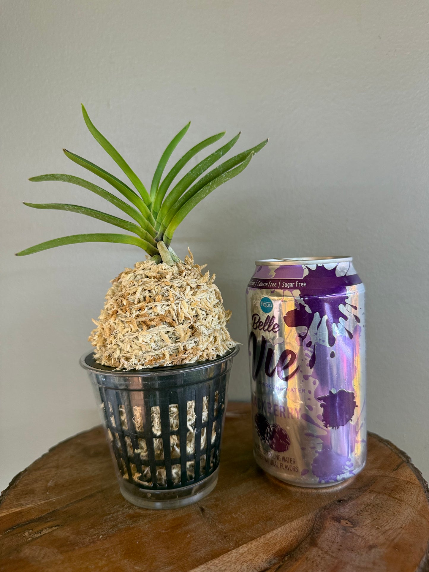 Neofinetia falcata Mangekyo 万華境