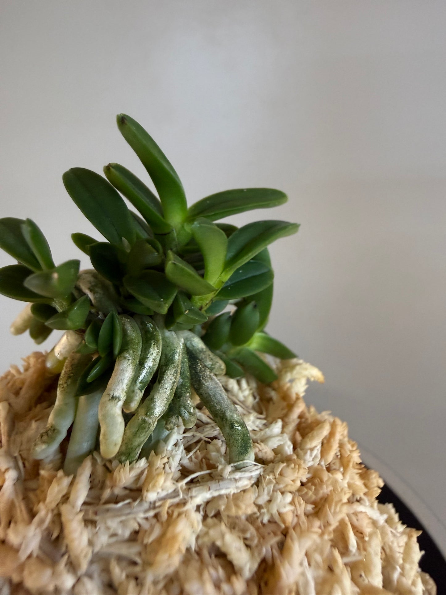 Neofinetia falcata Kuroshinju 黒真珠