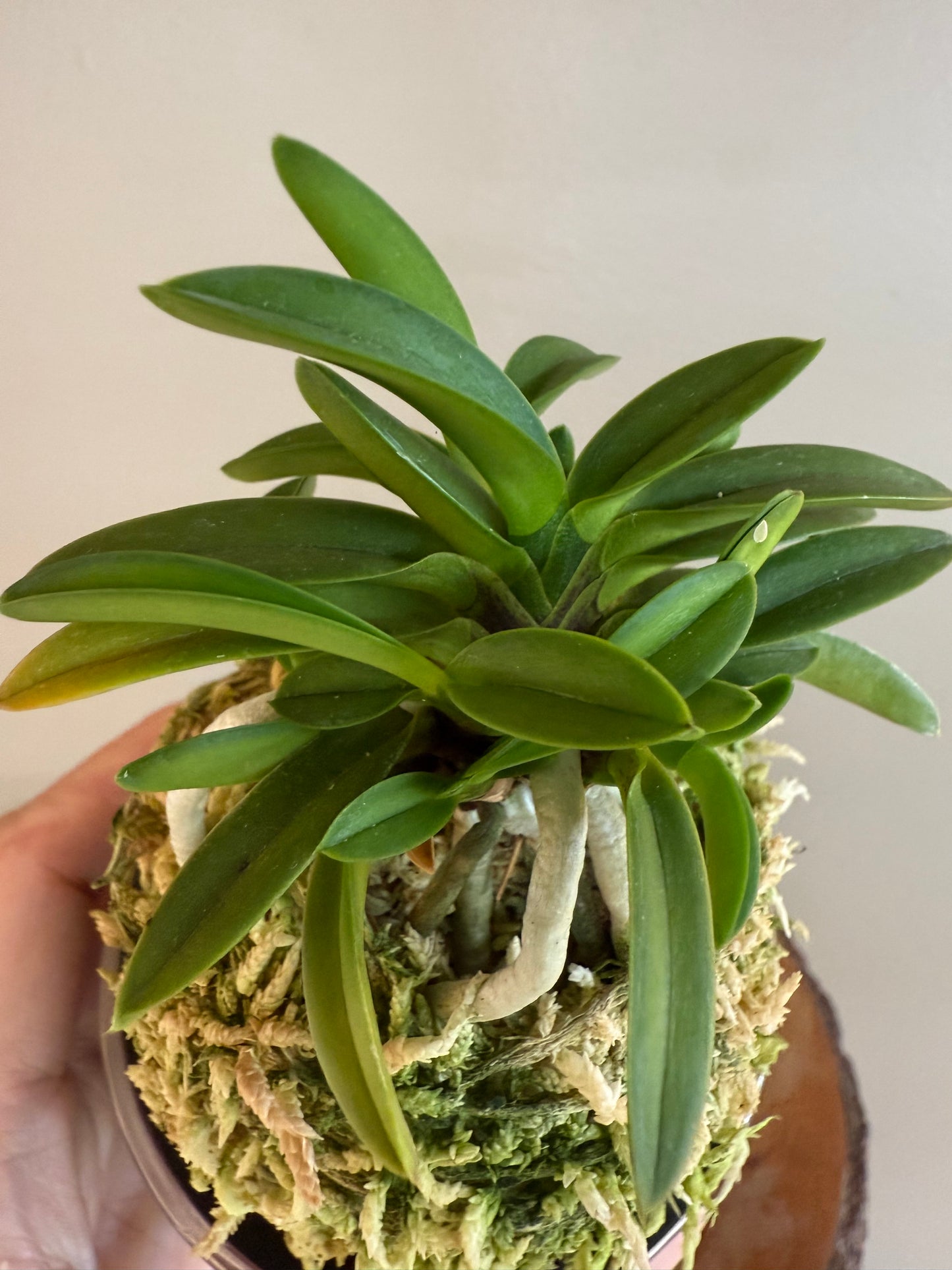 Neofinetia falcata Seidai 聖代
