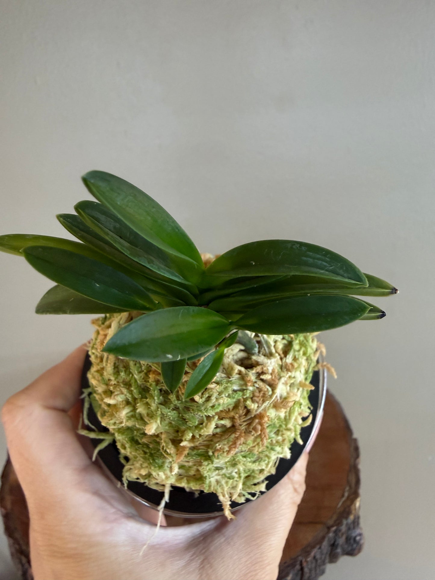 Neofinetia falcata Yodo no Matsu 淀の松