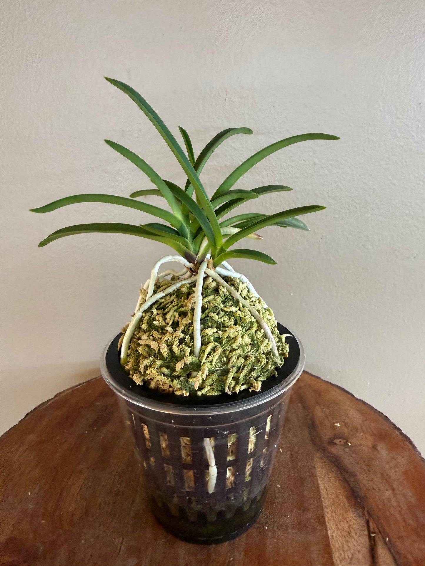 Neofinetia falcata Honggang 紅綱