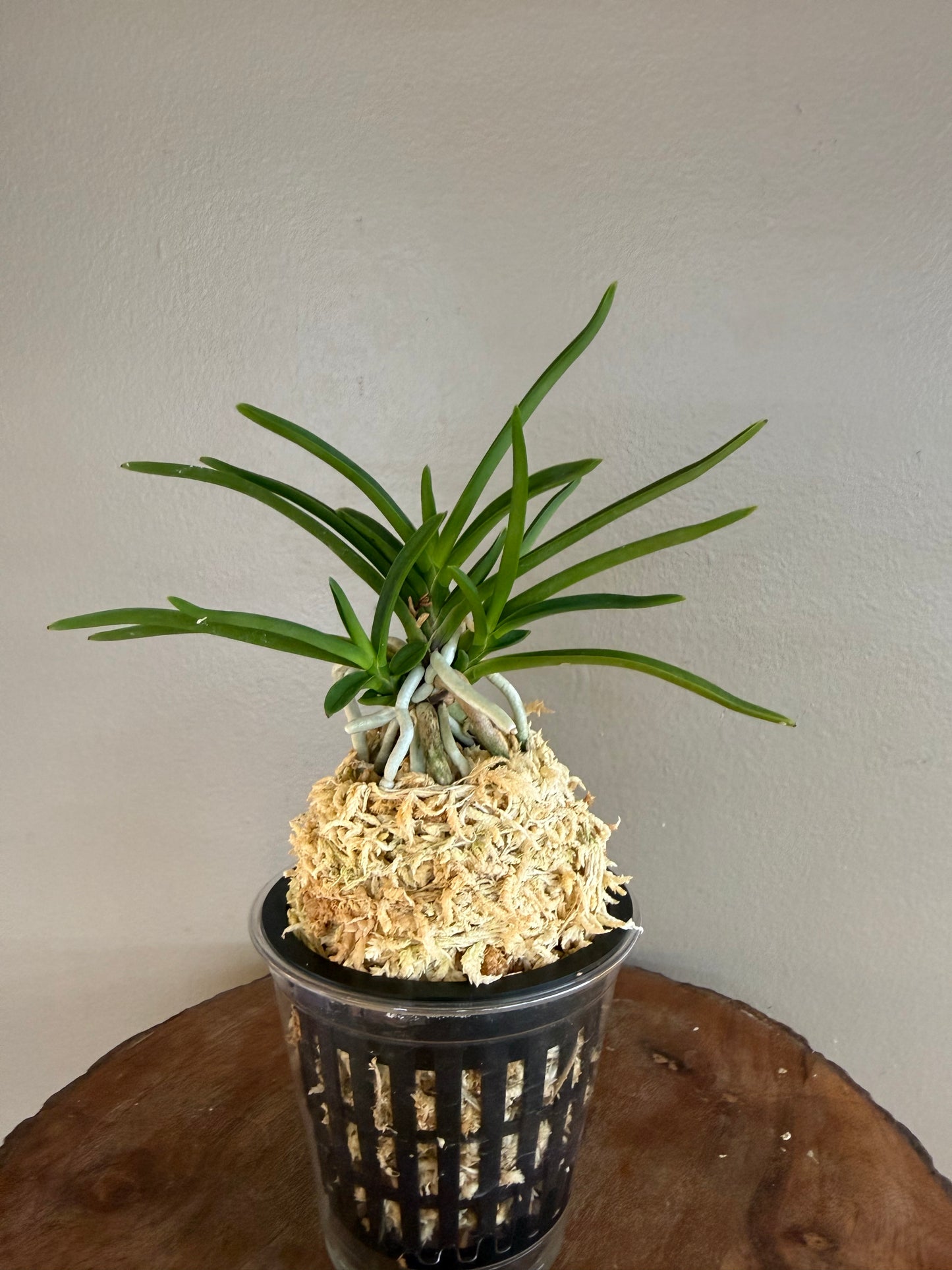 Neofinetia falcata Manjushage 曼珠沙華