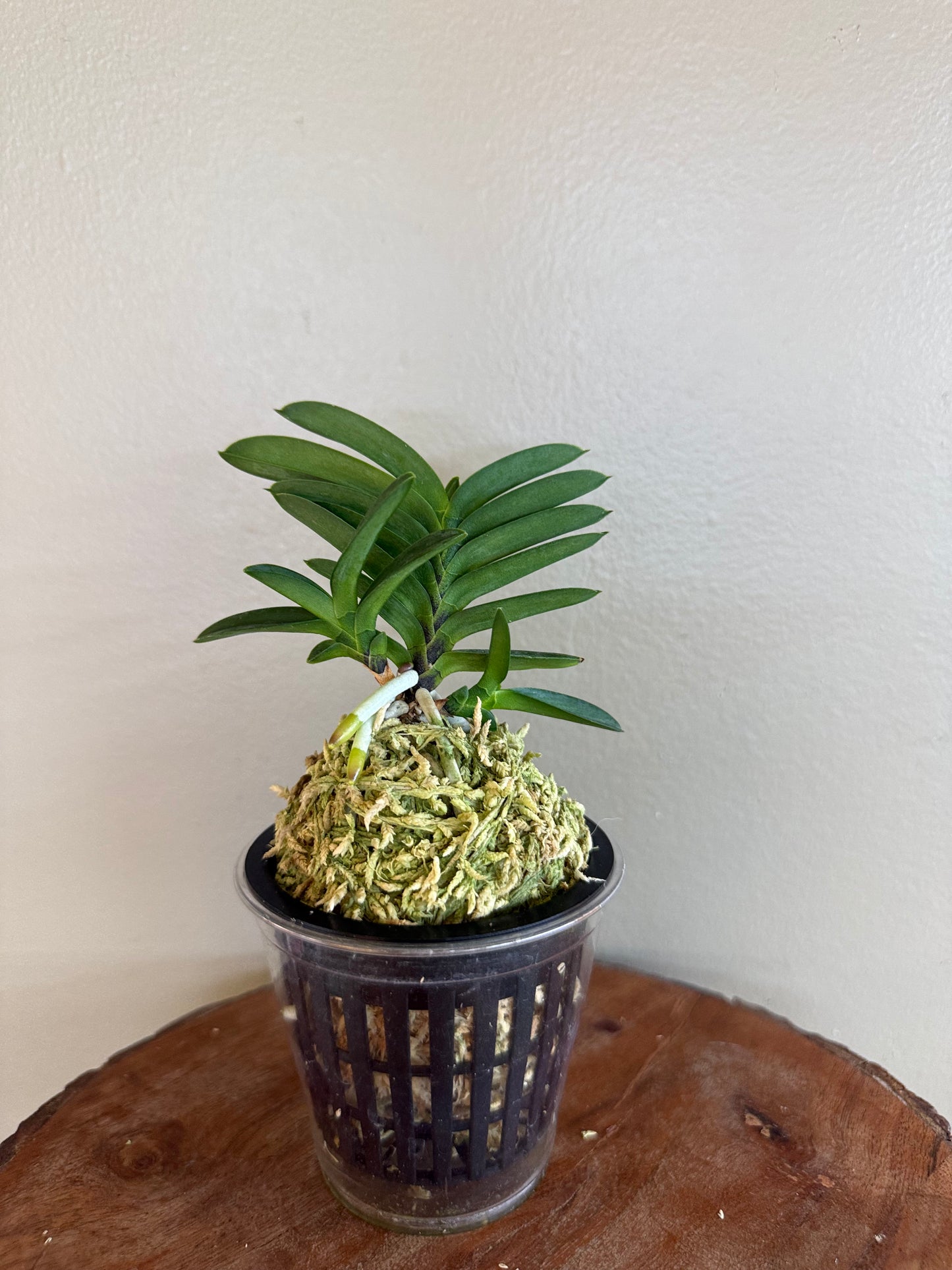Neofinetia falcata Tamakongo 玉金剛