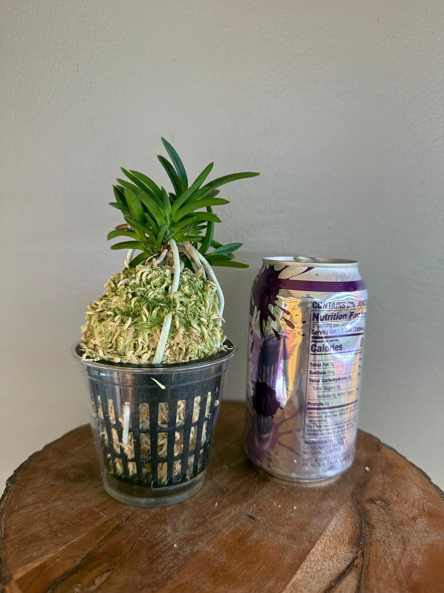Neofinetia falcata Tensenrui 天蟾類