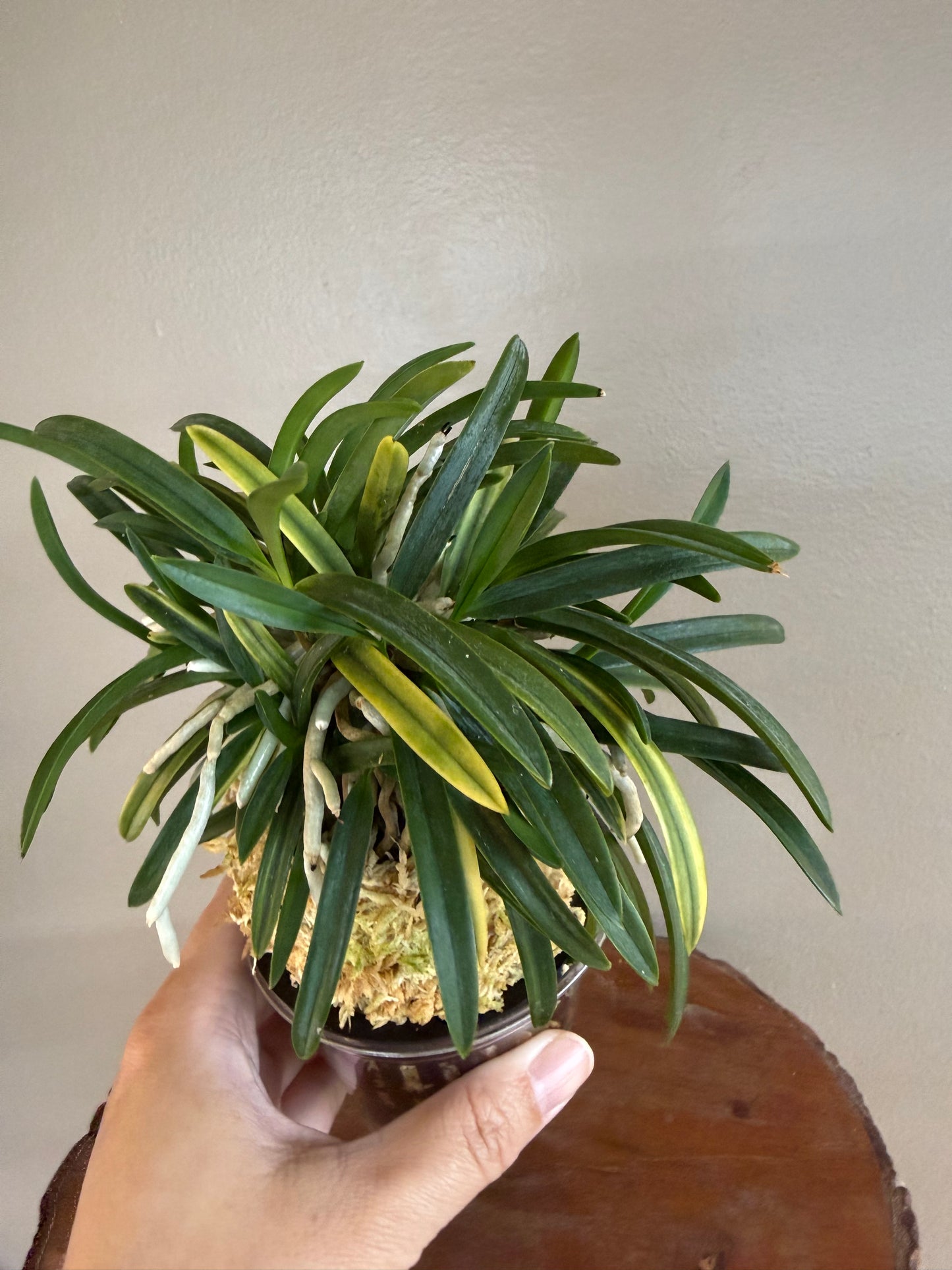 Neofinetia falcata Yaegoromo 八重衣