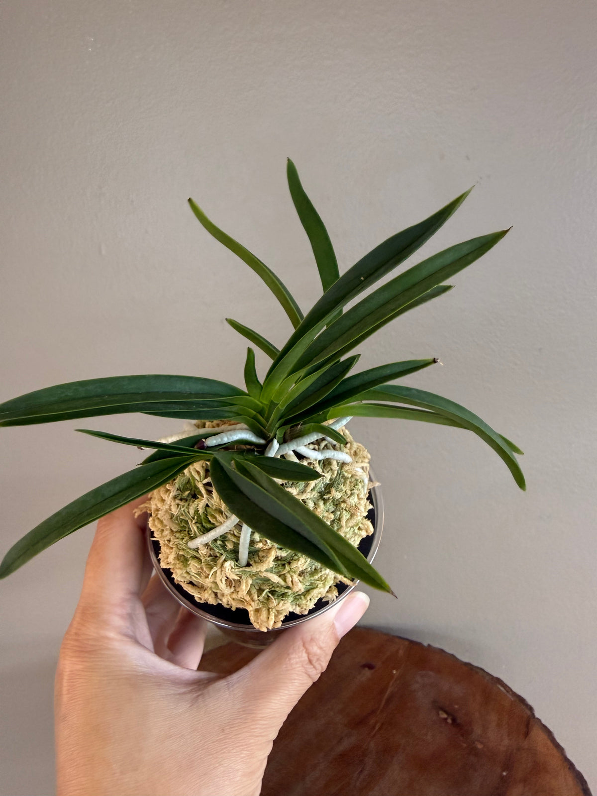 Neofinetia falcata Kibana 黃花