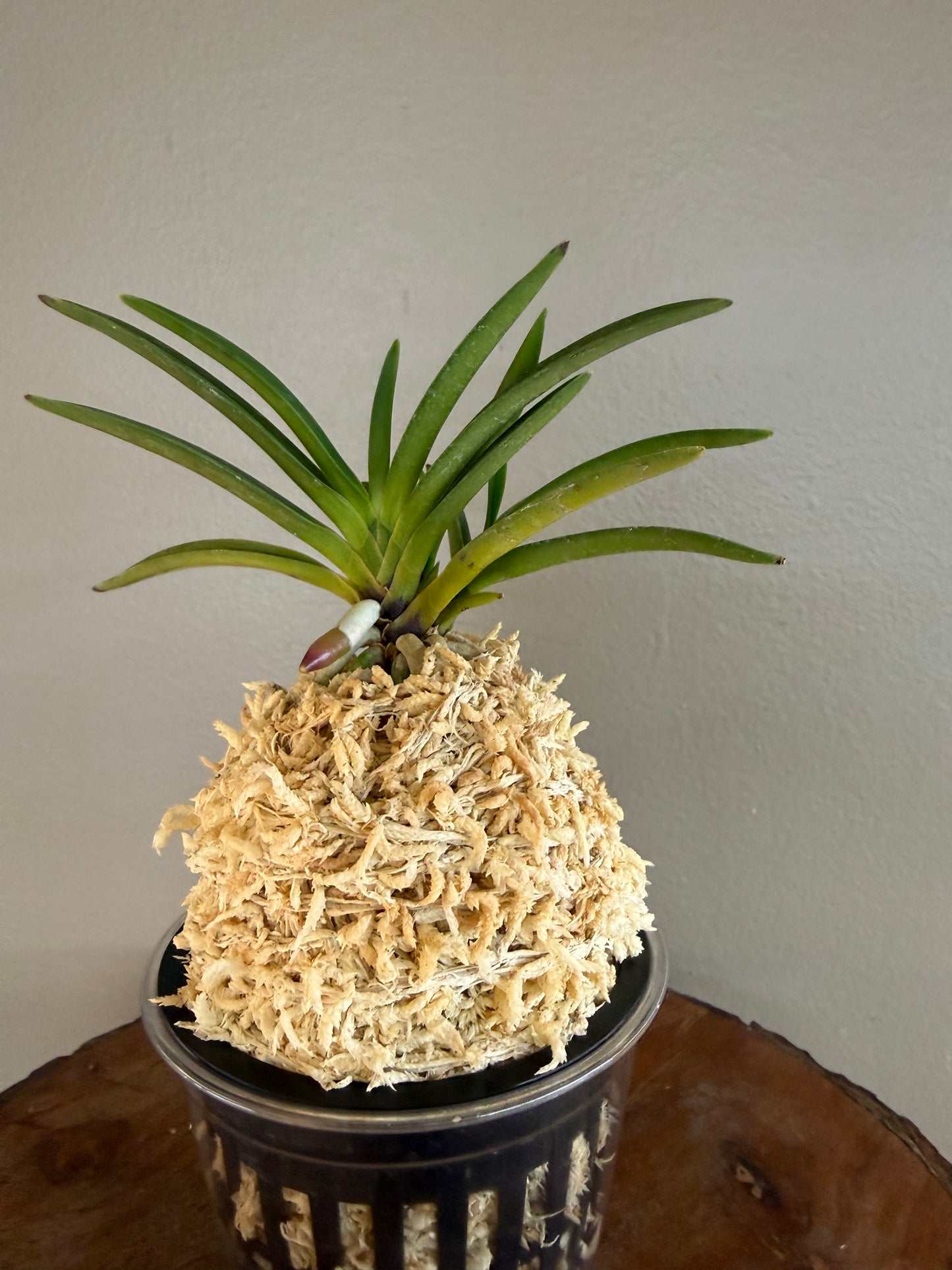 Neofinetia falcata Raizan 雷山