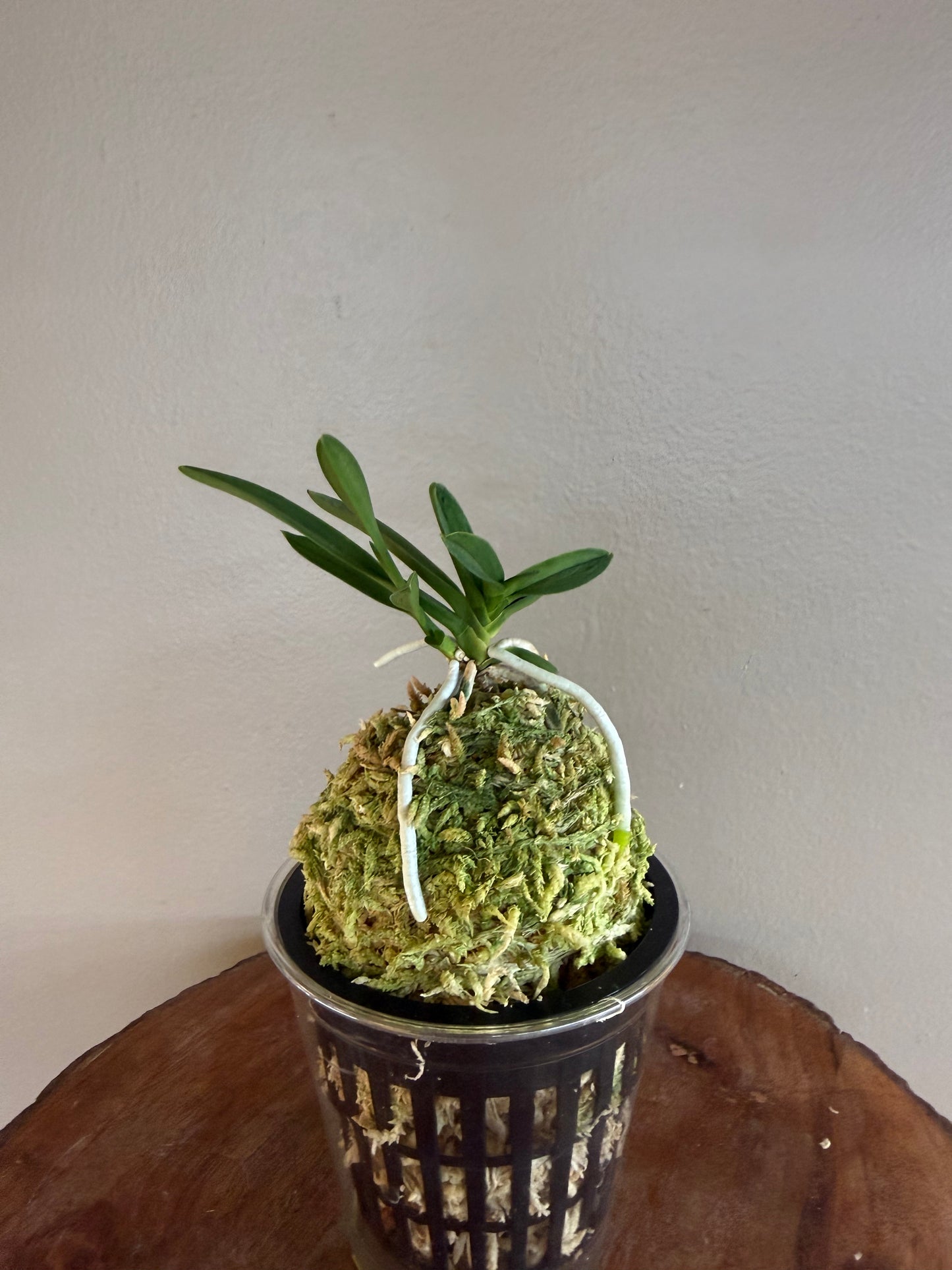 Neofinetia falcata Kajakumaru 孔雀丸
