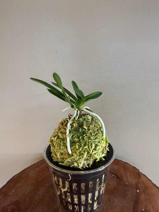 Neofinetia falcata Kajakumaru 孔雀丸