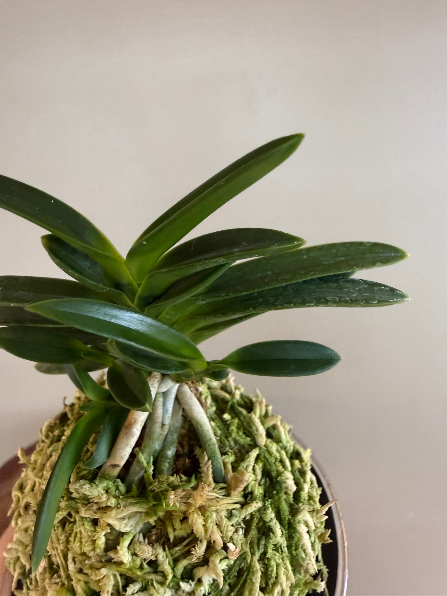 Neofinetia falcata Jukou 寿光