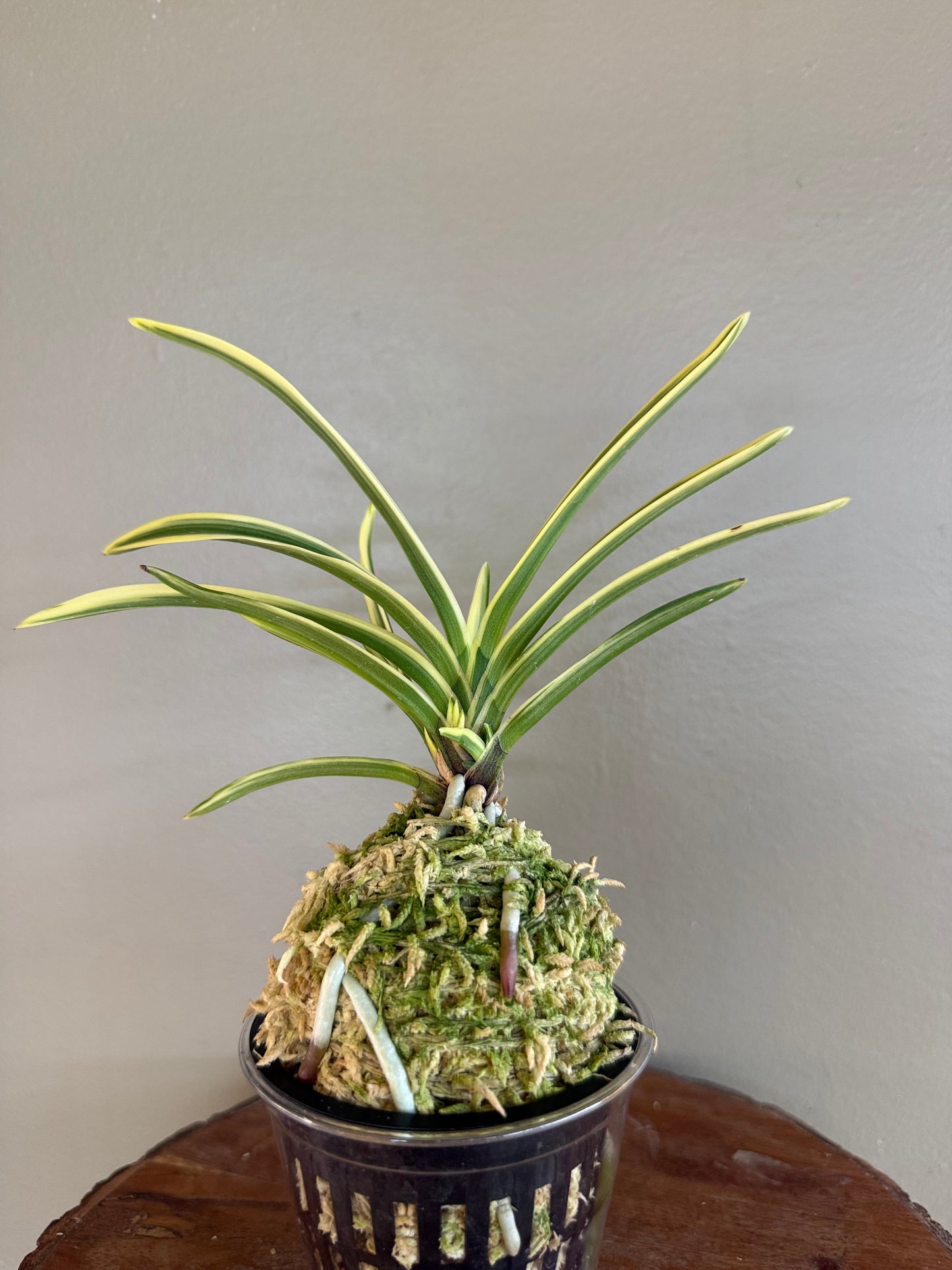 Neofinetia falcata Gwanak 冠岳