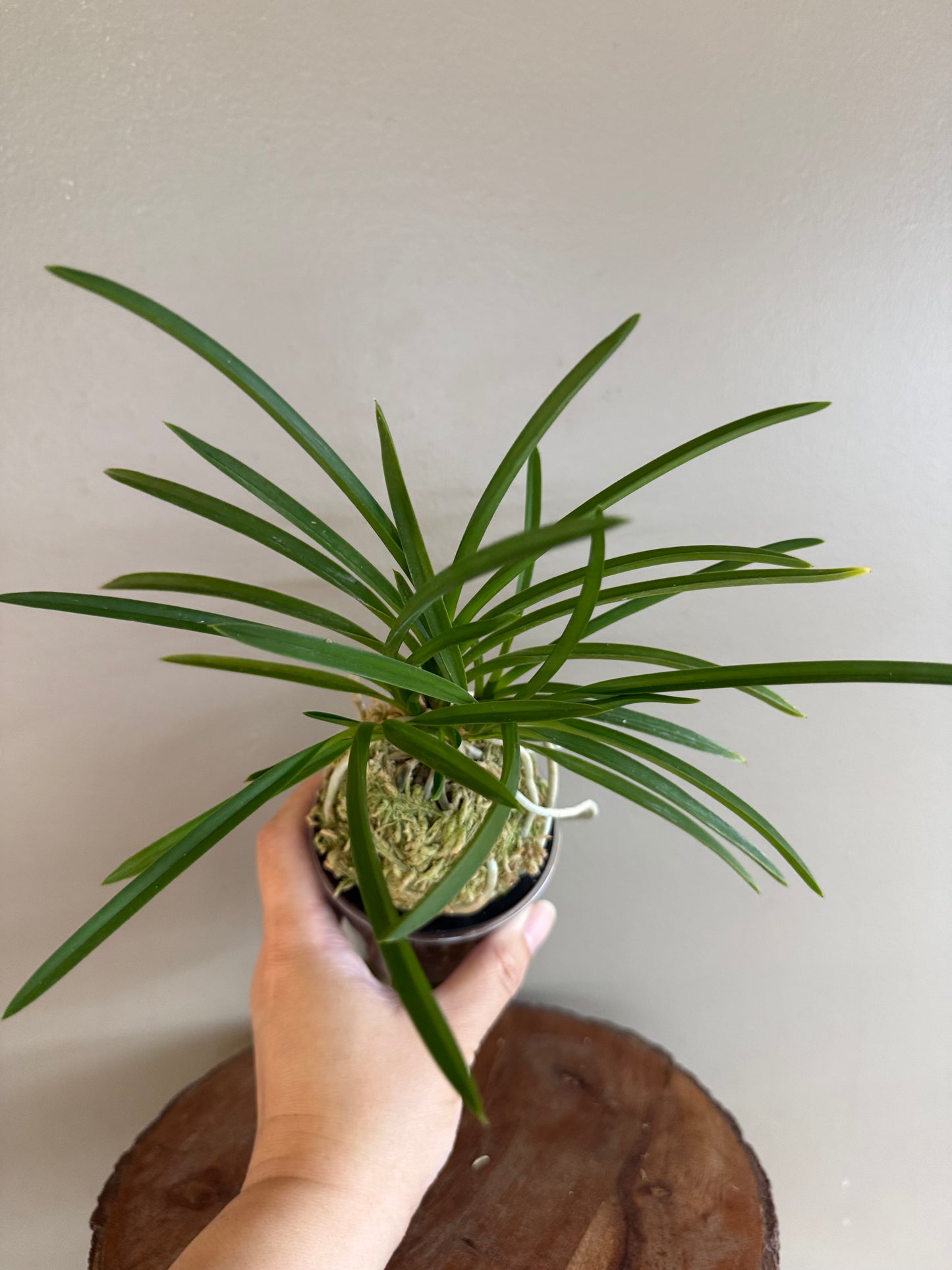 Neofinetia falcata kobai 紅梅