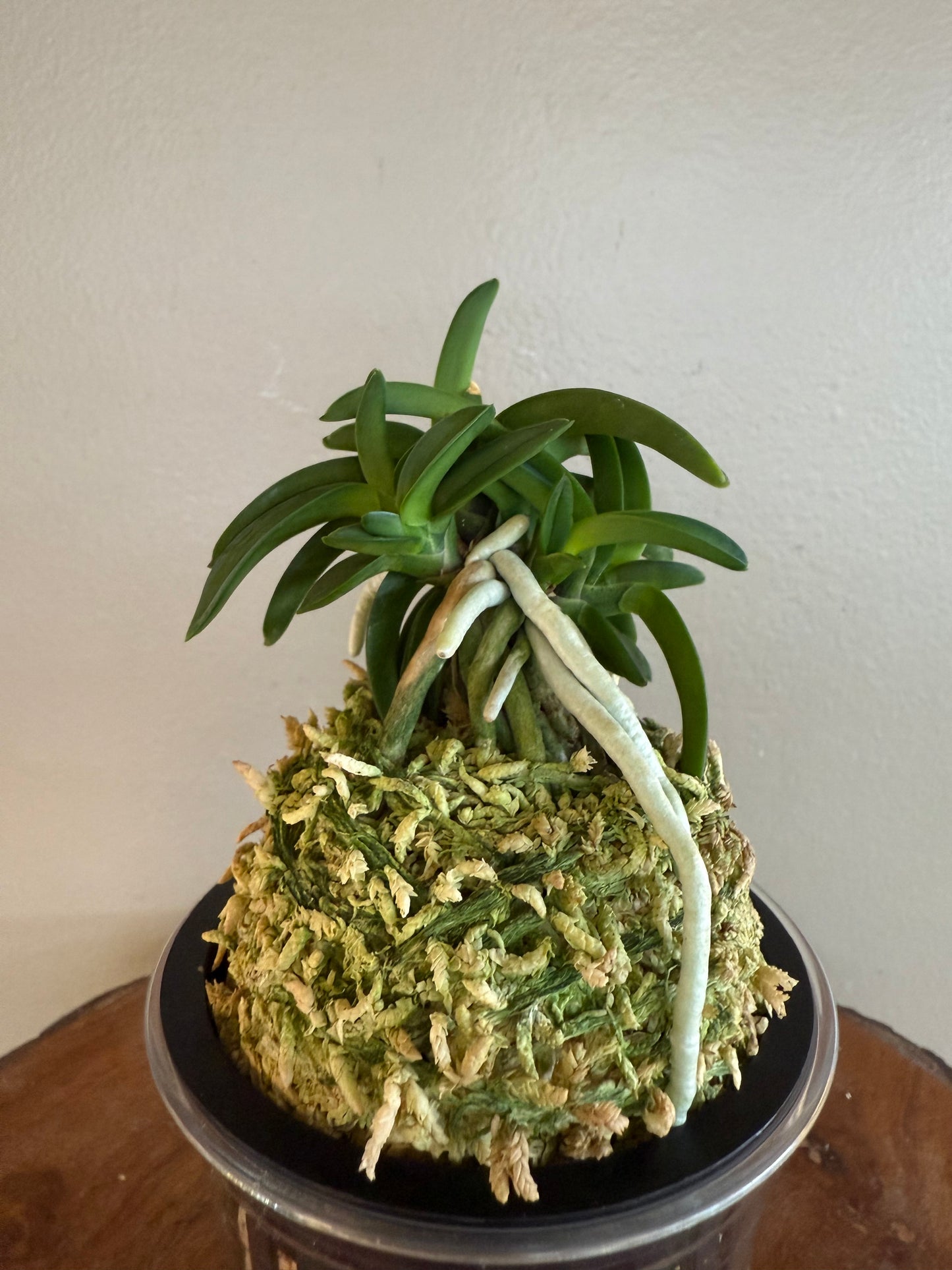 Neofinetia falcata Suikaden 翠華殿