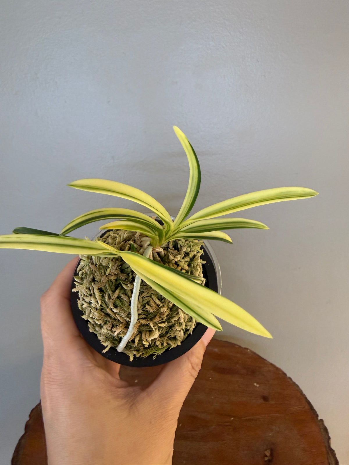 Neofinetia falcata Orihime 織姫