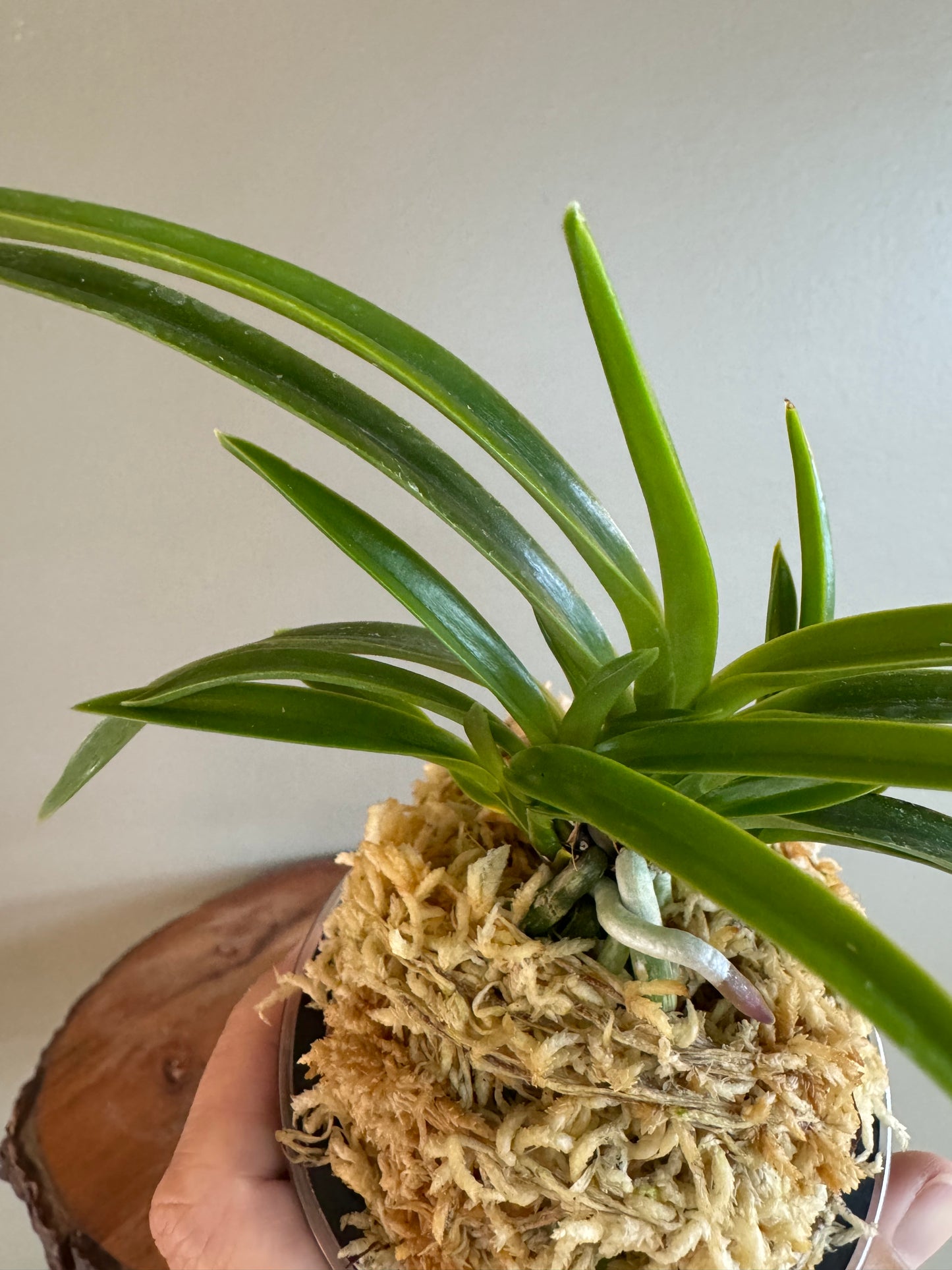 Neofinetia falcata Konpeki 紺碧