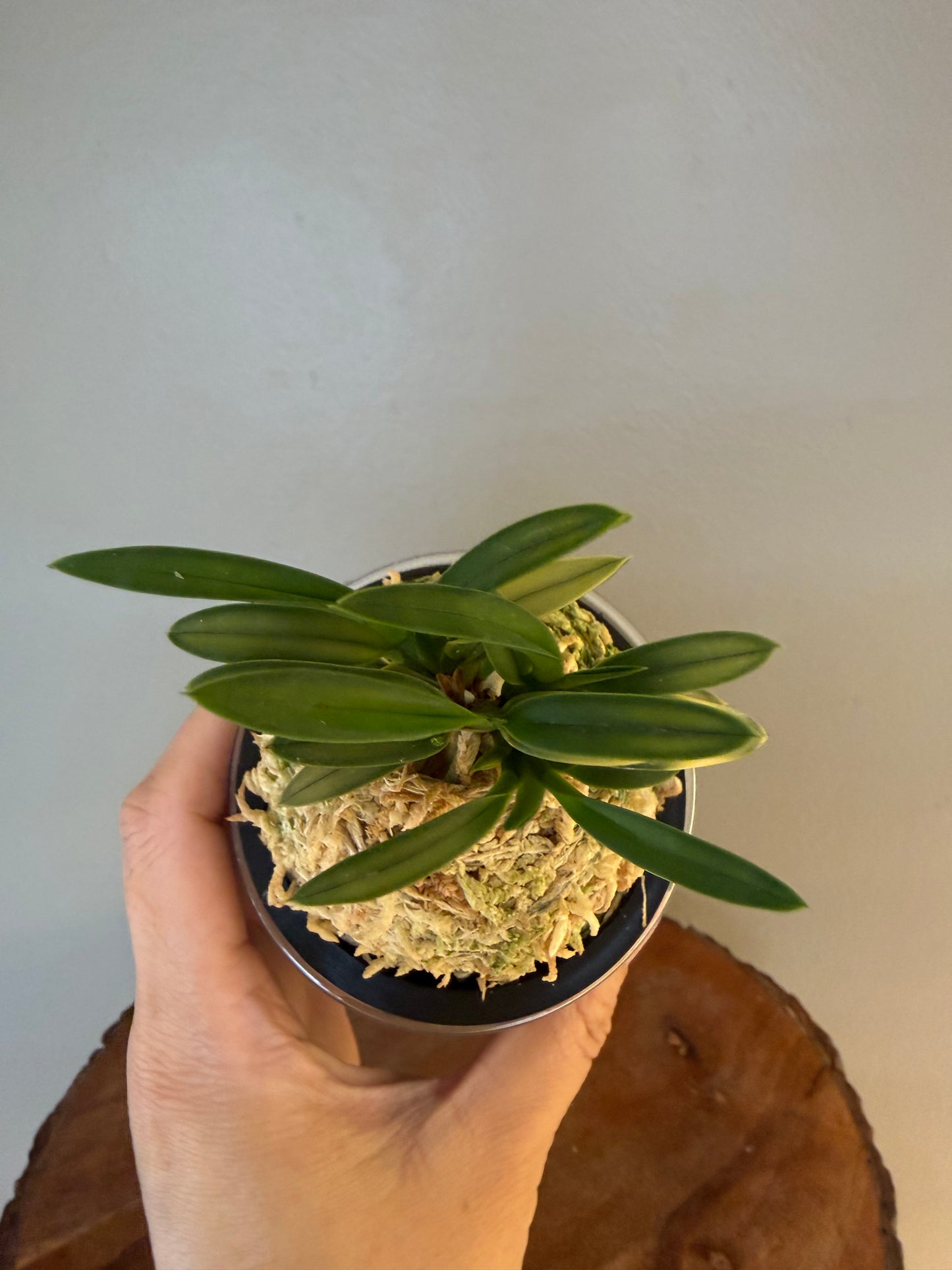 Neofinetia falcata Kinkujaku 金孔雀