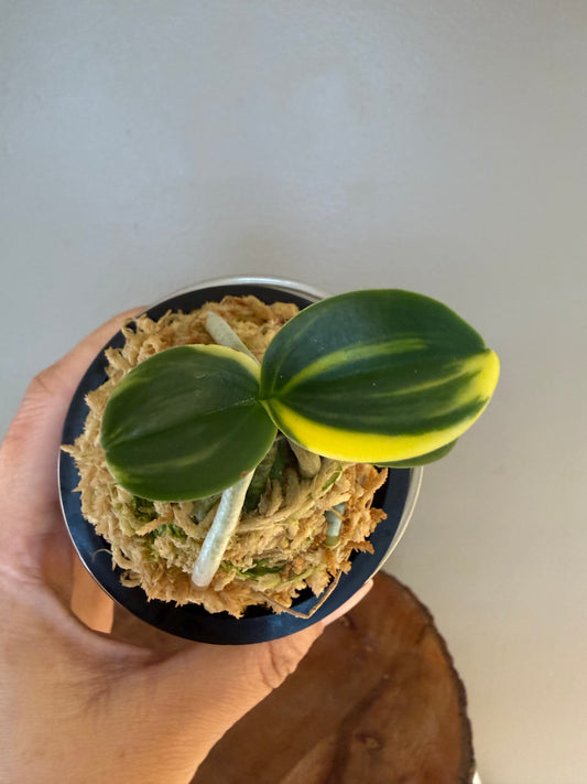 Sedirea japonica Minmaru Shima 明丸錦