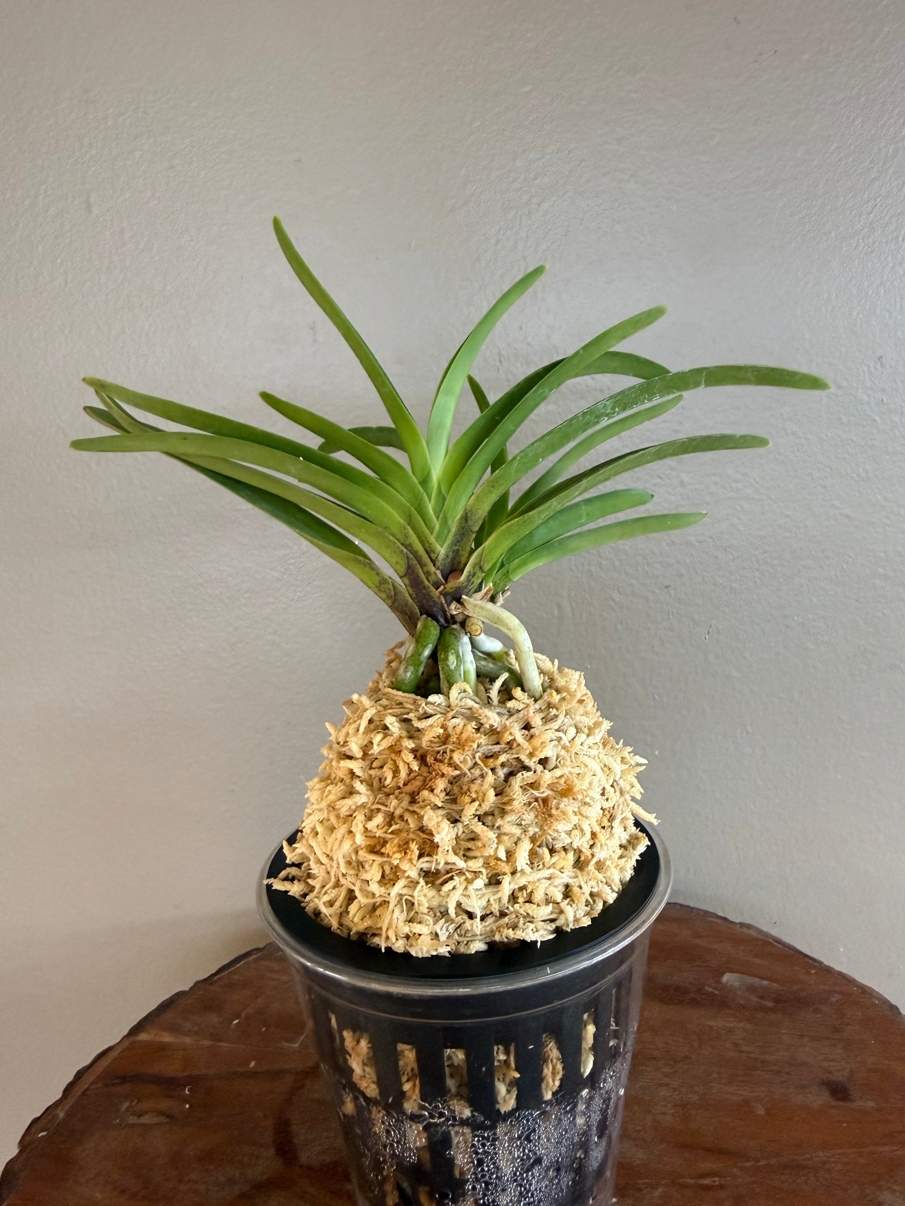 花てん様 Neofinetia falcata Hanamatsuri 花祭 – Helen's Orchid House