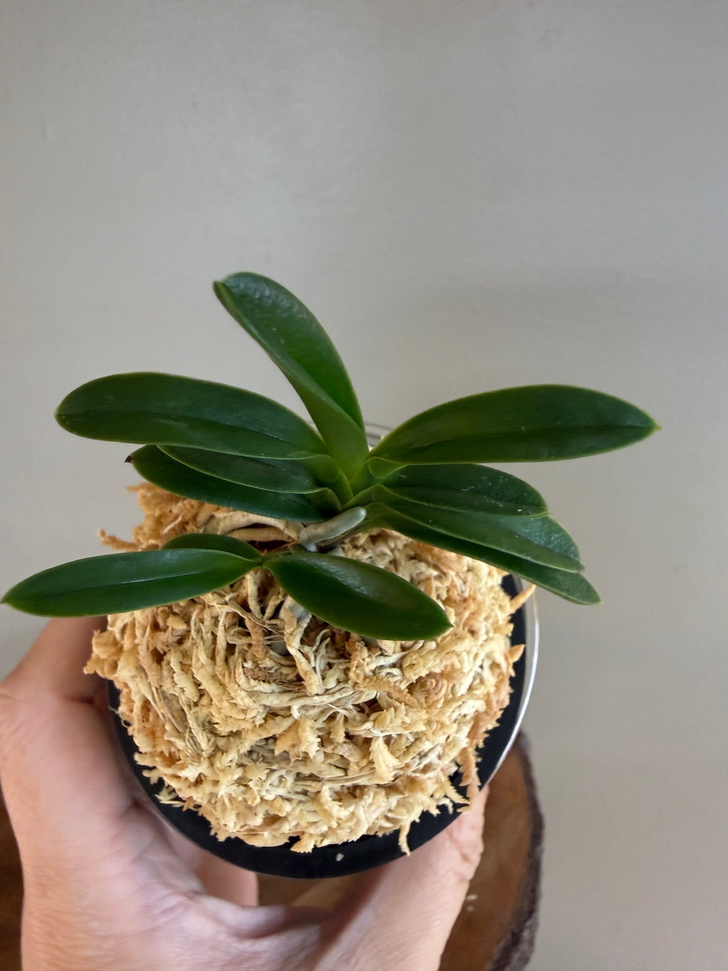 Neofinetia falcata Odong 烏童(Eboshimaru Short Leaves ）
